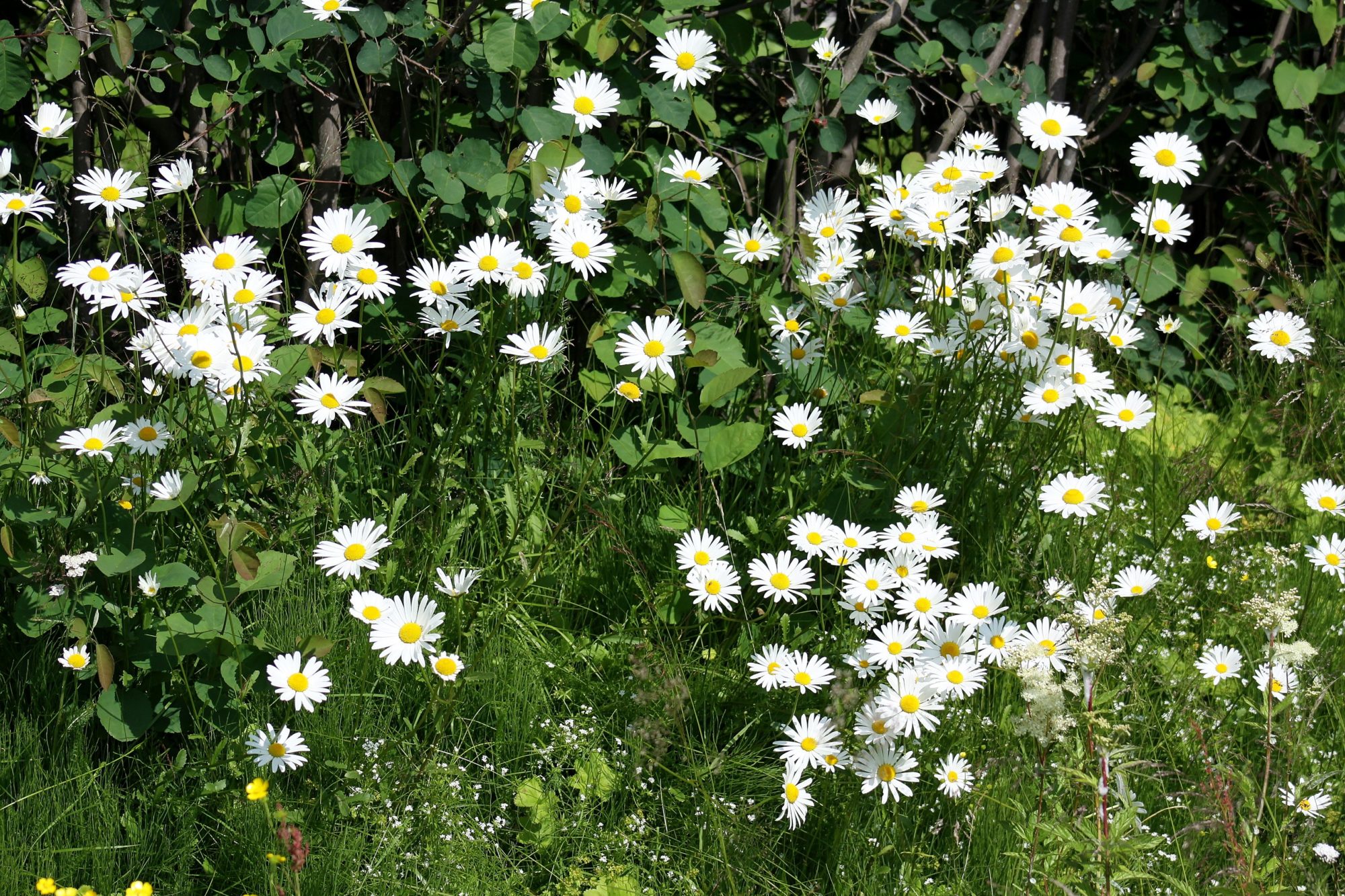 Valokuvaaja: Pirkko Siukonen