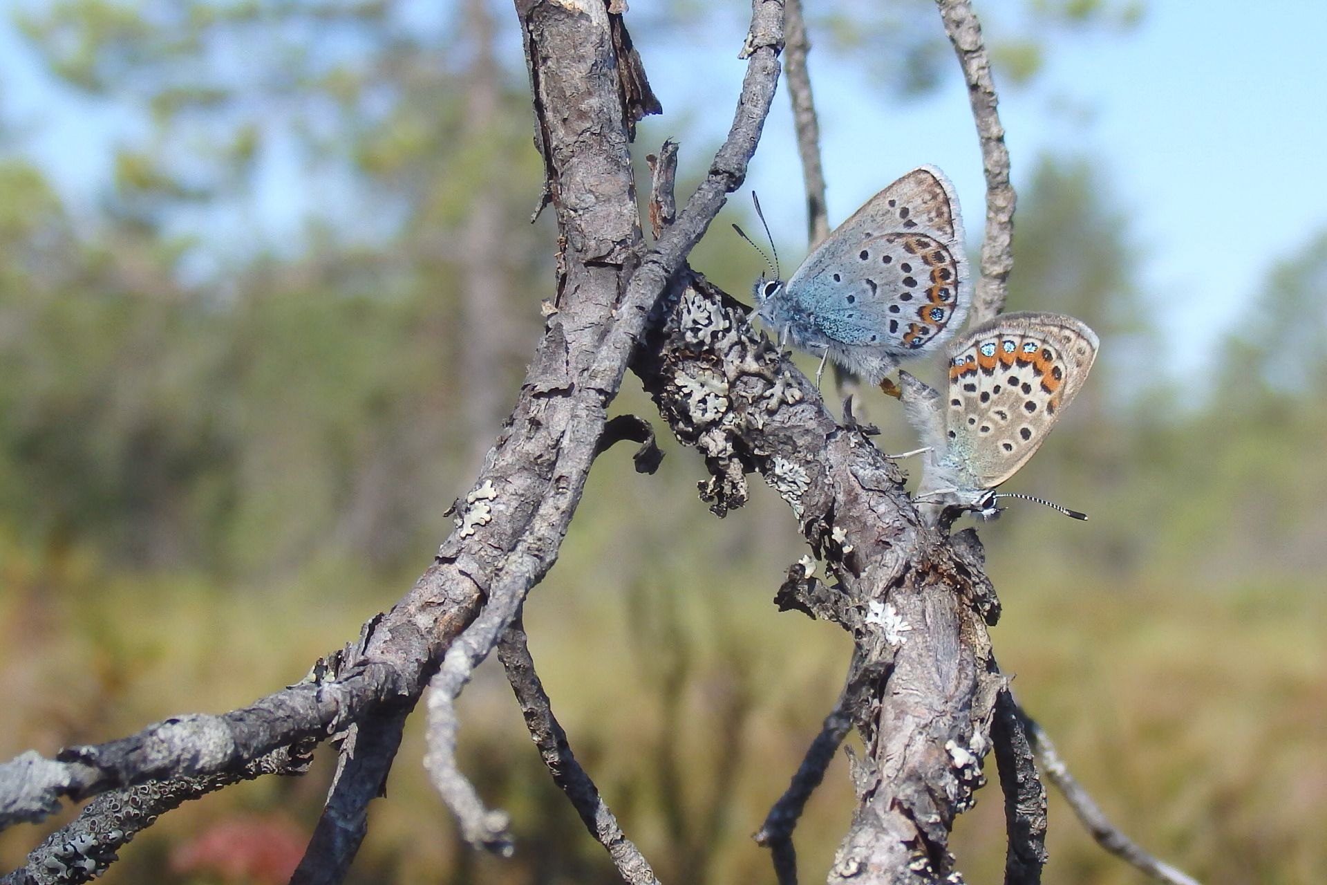 Valokuvaaja: Antti Kaskinen