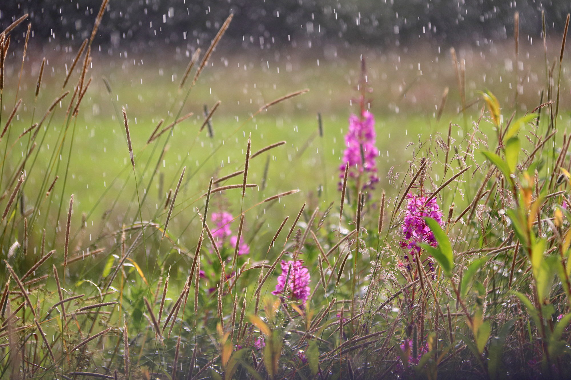 Valokuvaaja: sirpa jyske