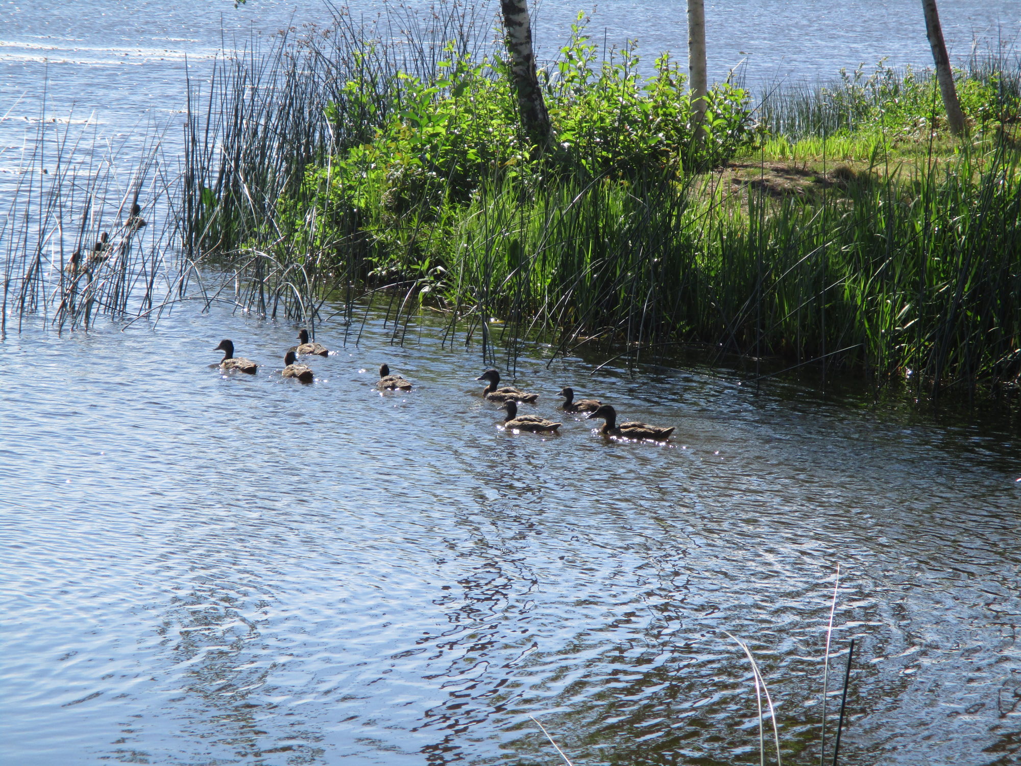 Valokuvaaja: Kaisa Vesilahti