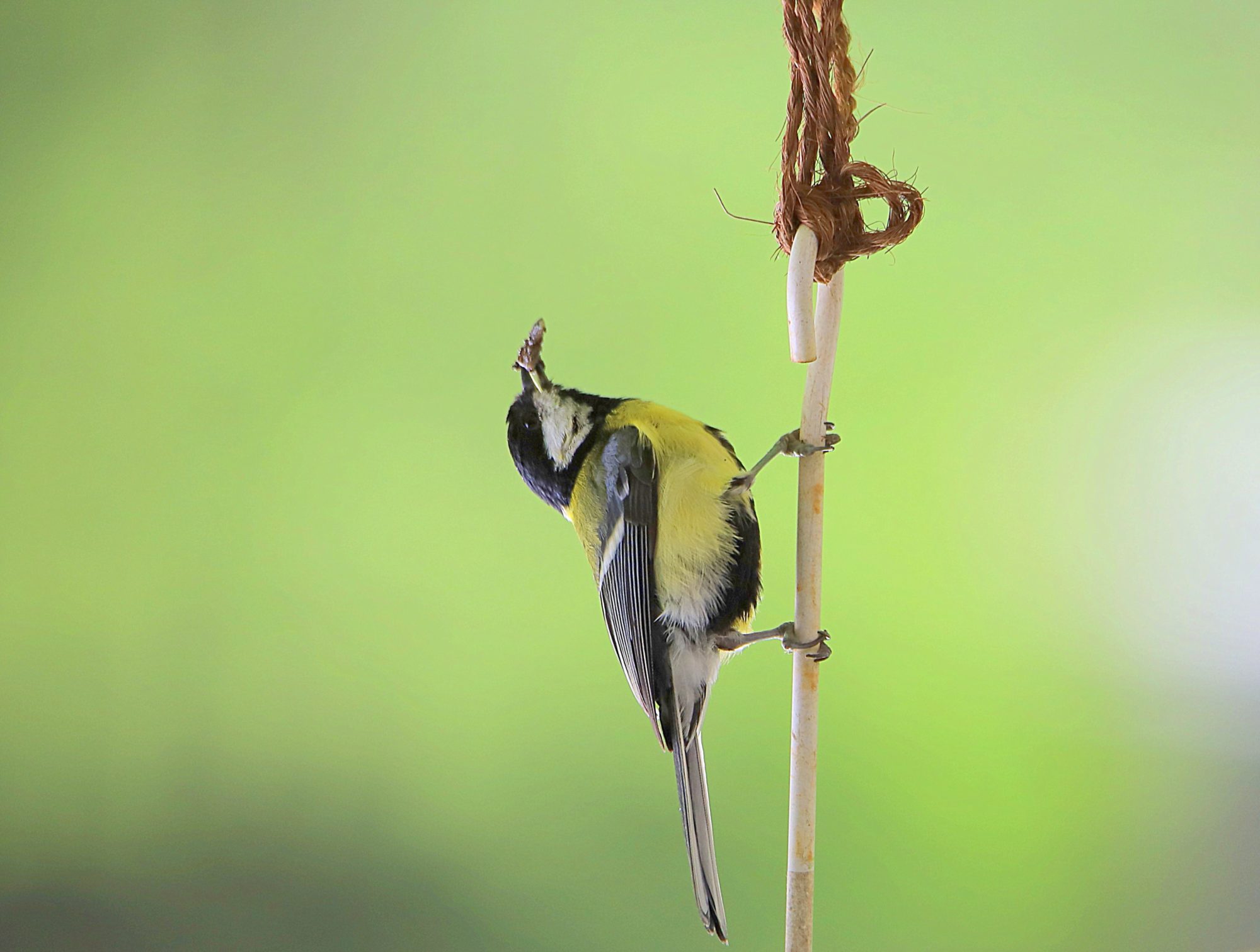 Valokuvaaja: sirpa jyske