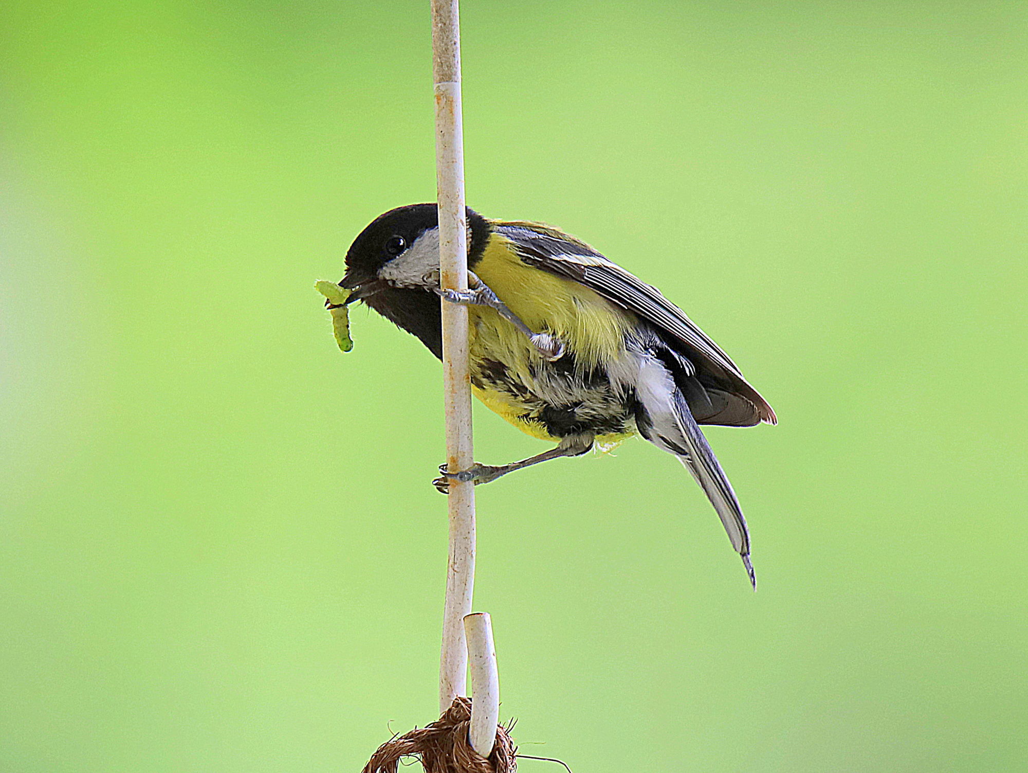 Valokuvaaja: sirpa jyske