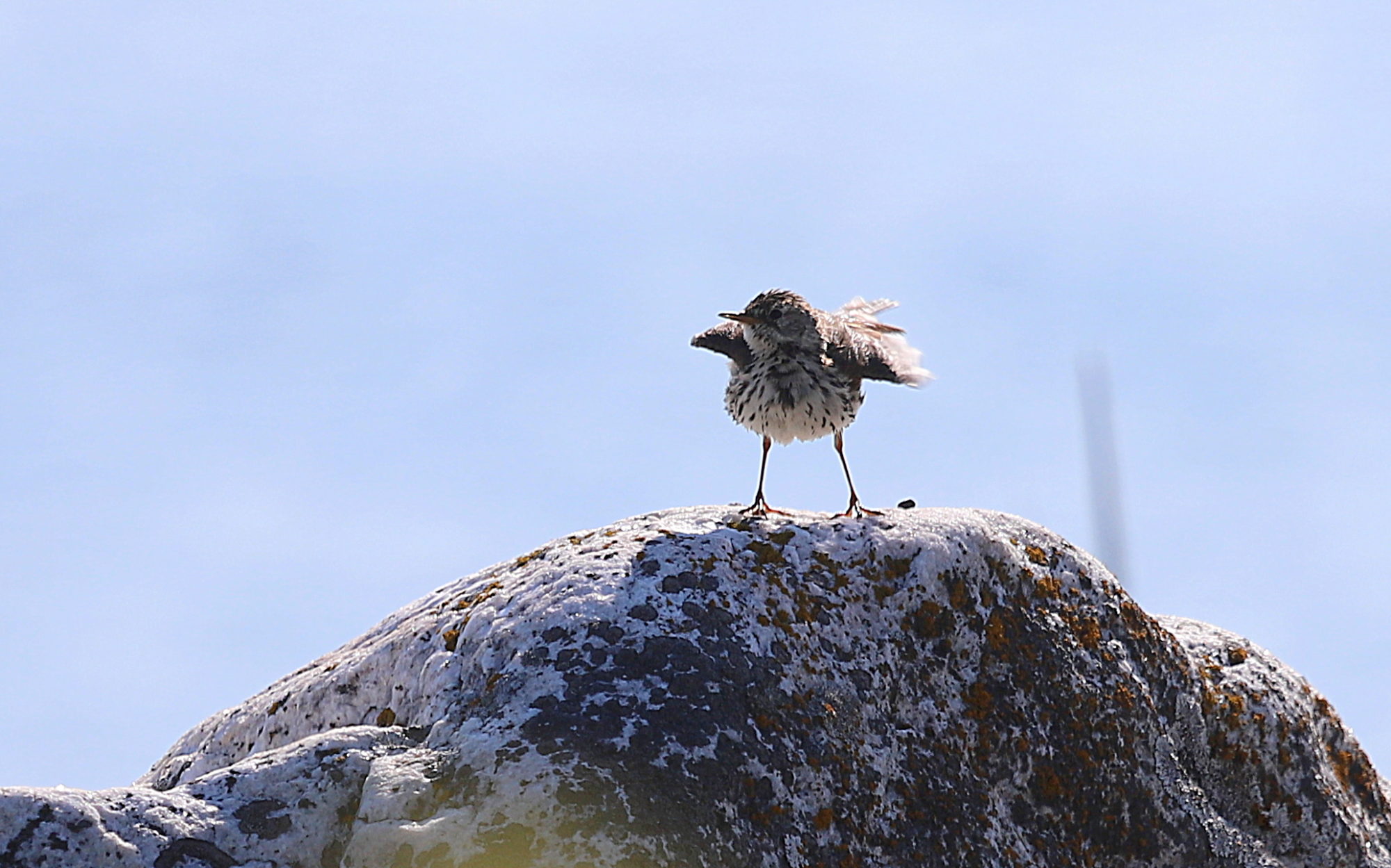Valokuvaaja: sirpa jyske