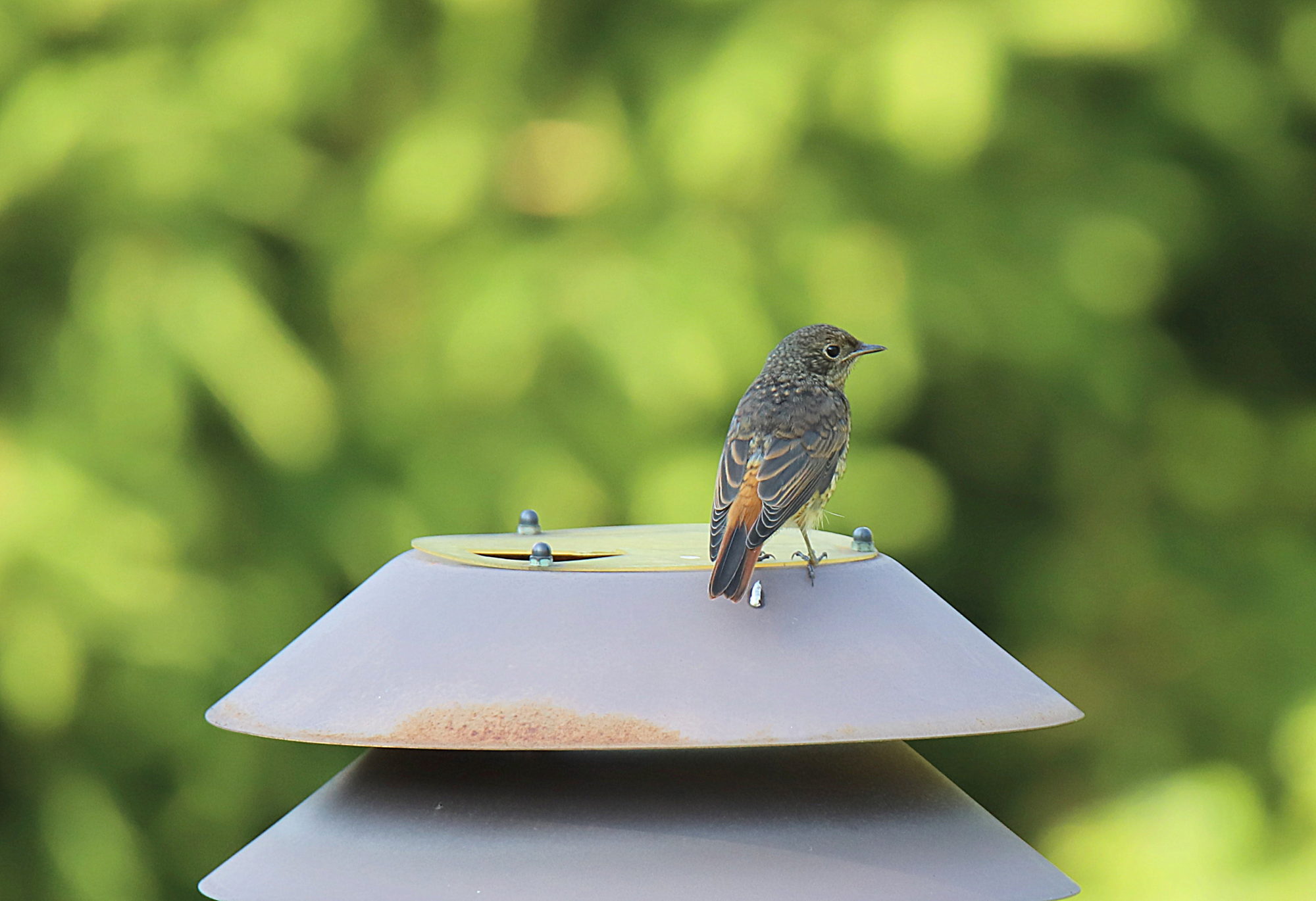 Valokuvaaja: sirpa jyske