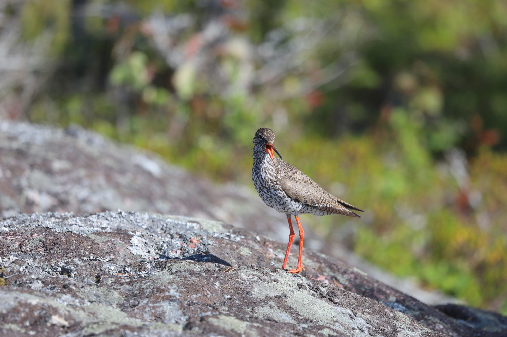 Valokuvaaja: sirpa jyske