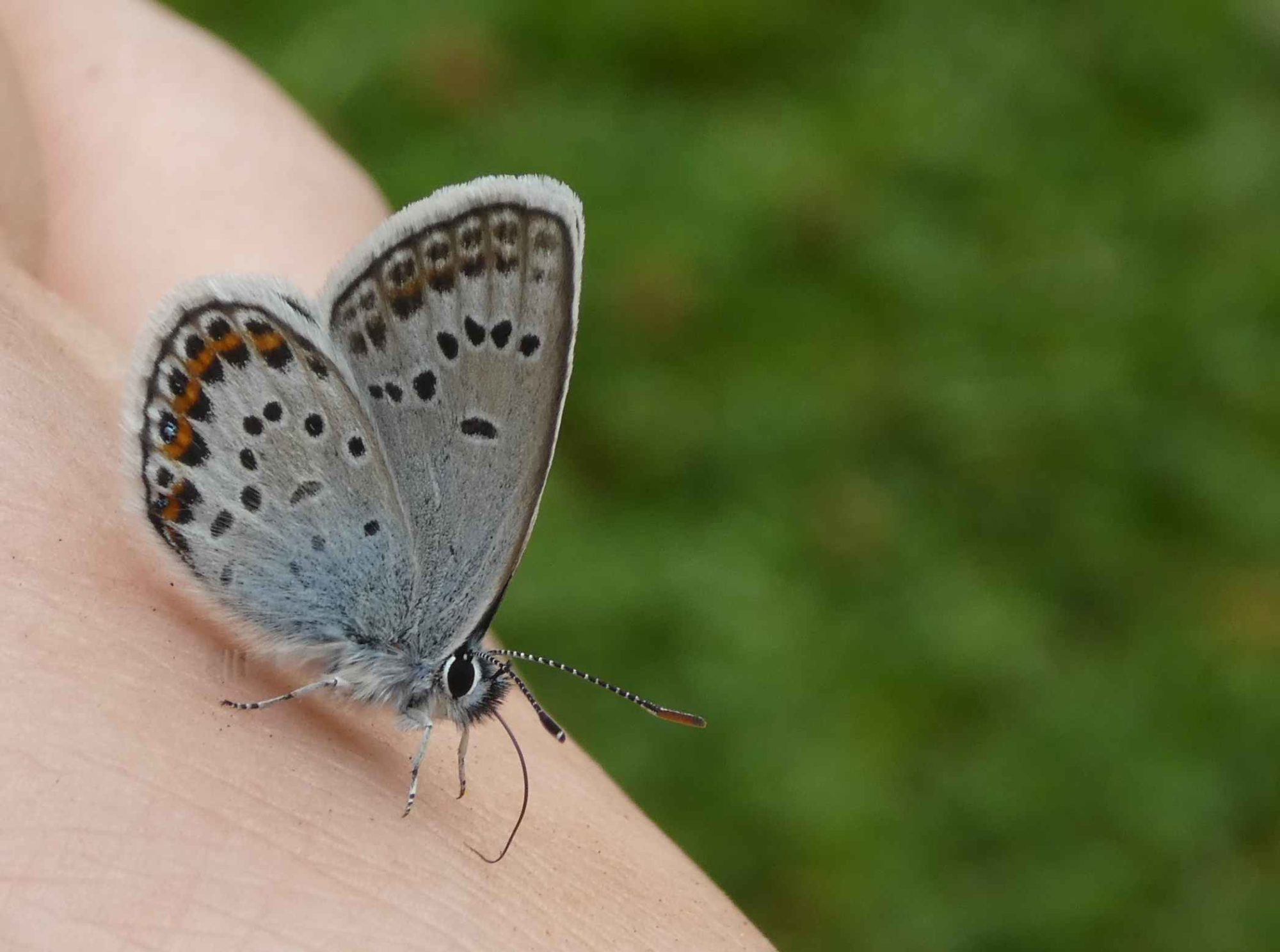 Valokuvaaja: Anja Mustamaa