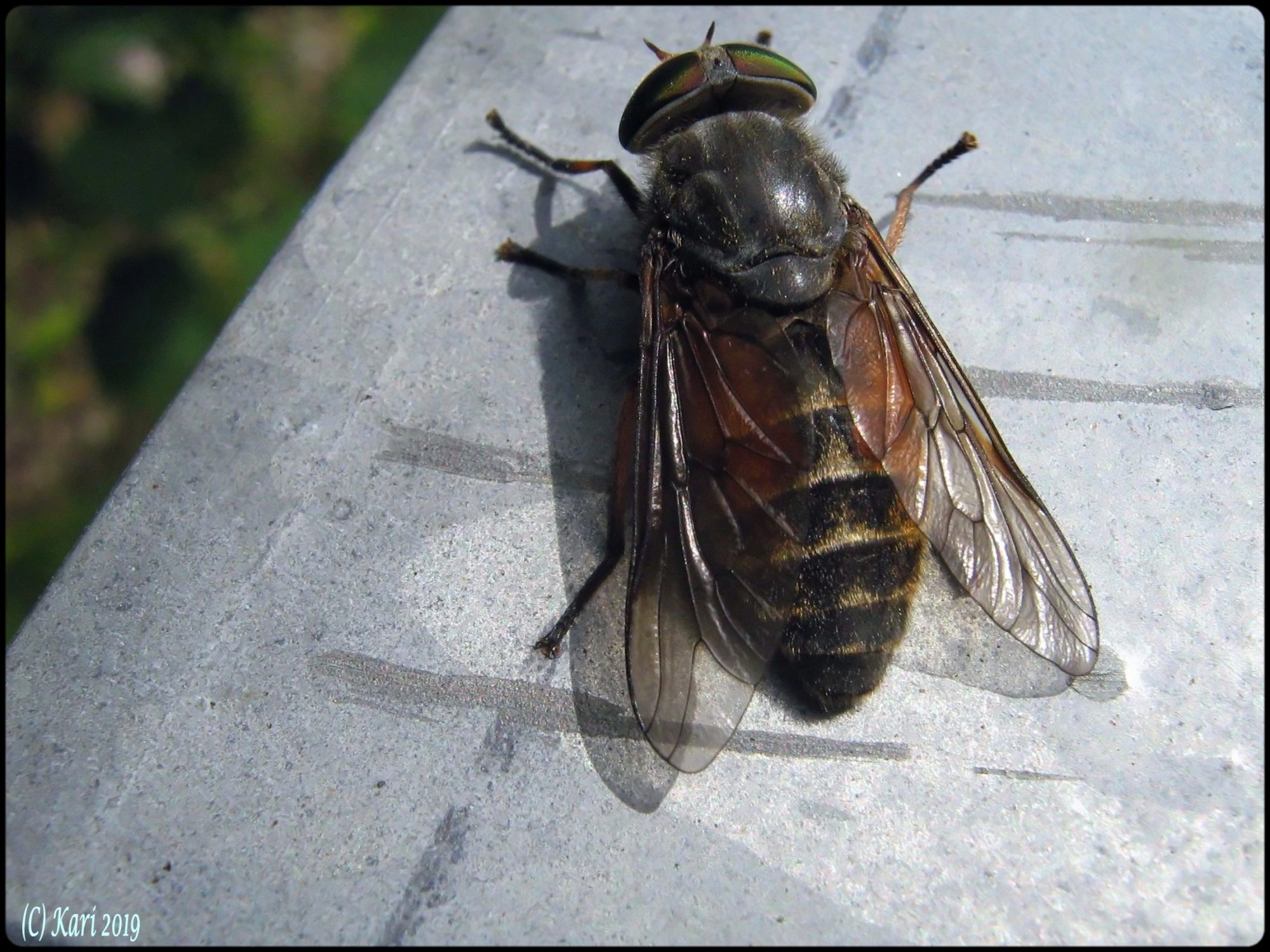 Valokuvaaja: Kari Saarinen Valokuvaaja: Kari Saarinen