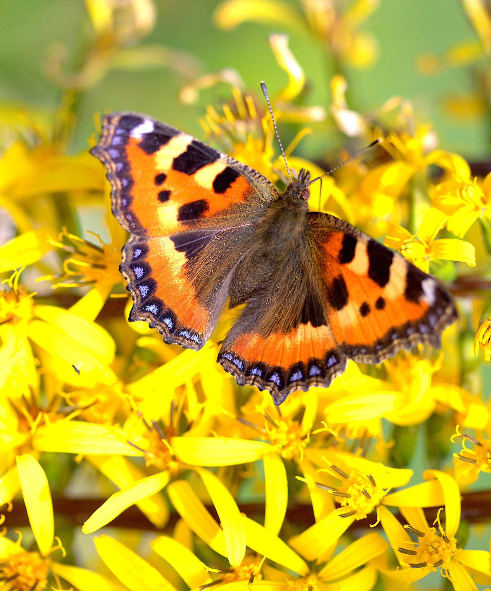 Valokuvaaja: sirpa jyske