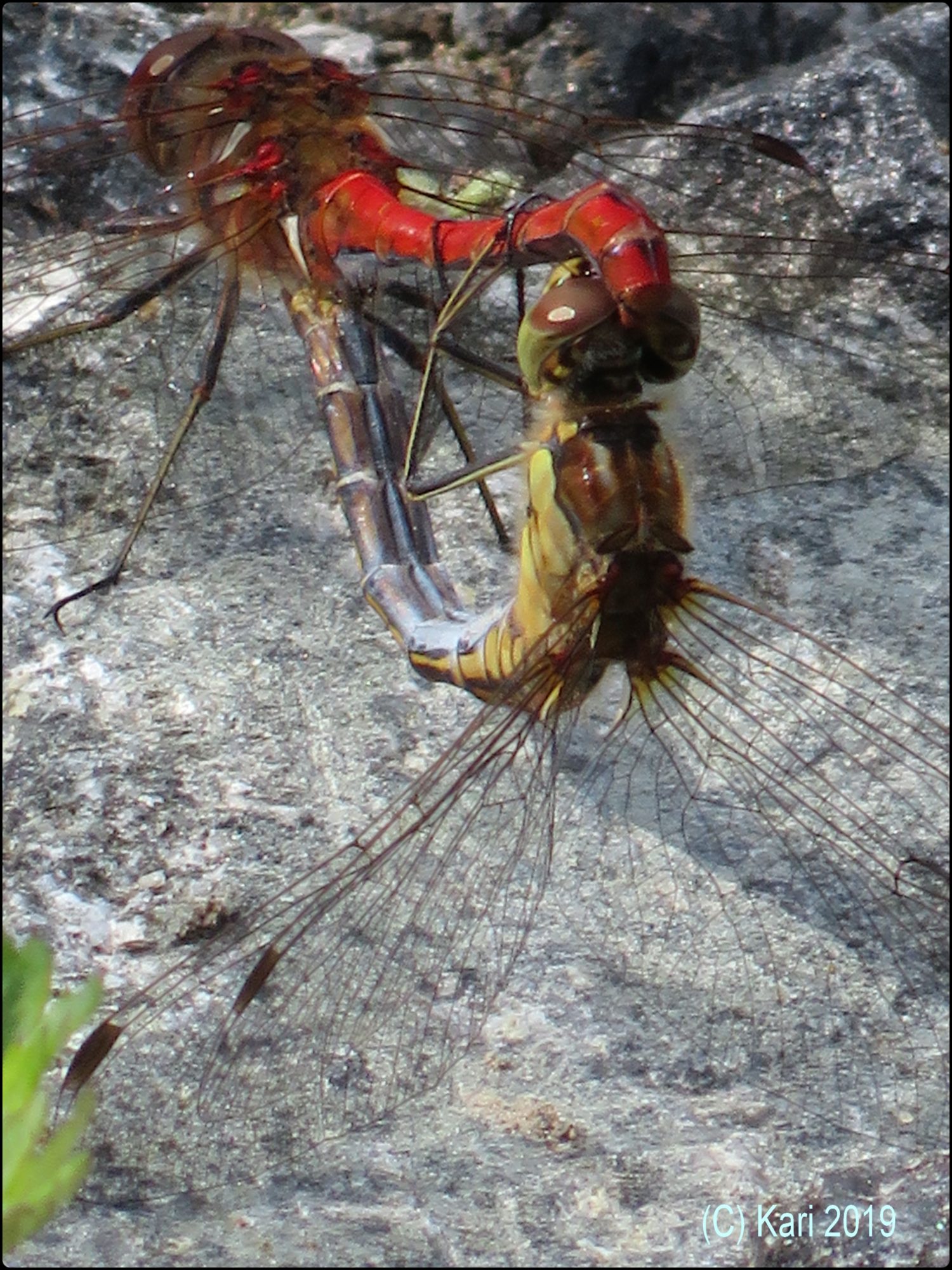 Valokuvaaja: Kari Saarinen