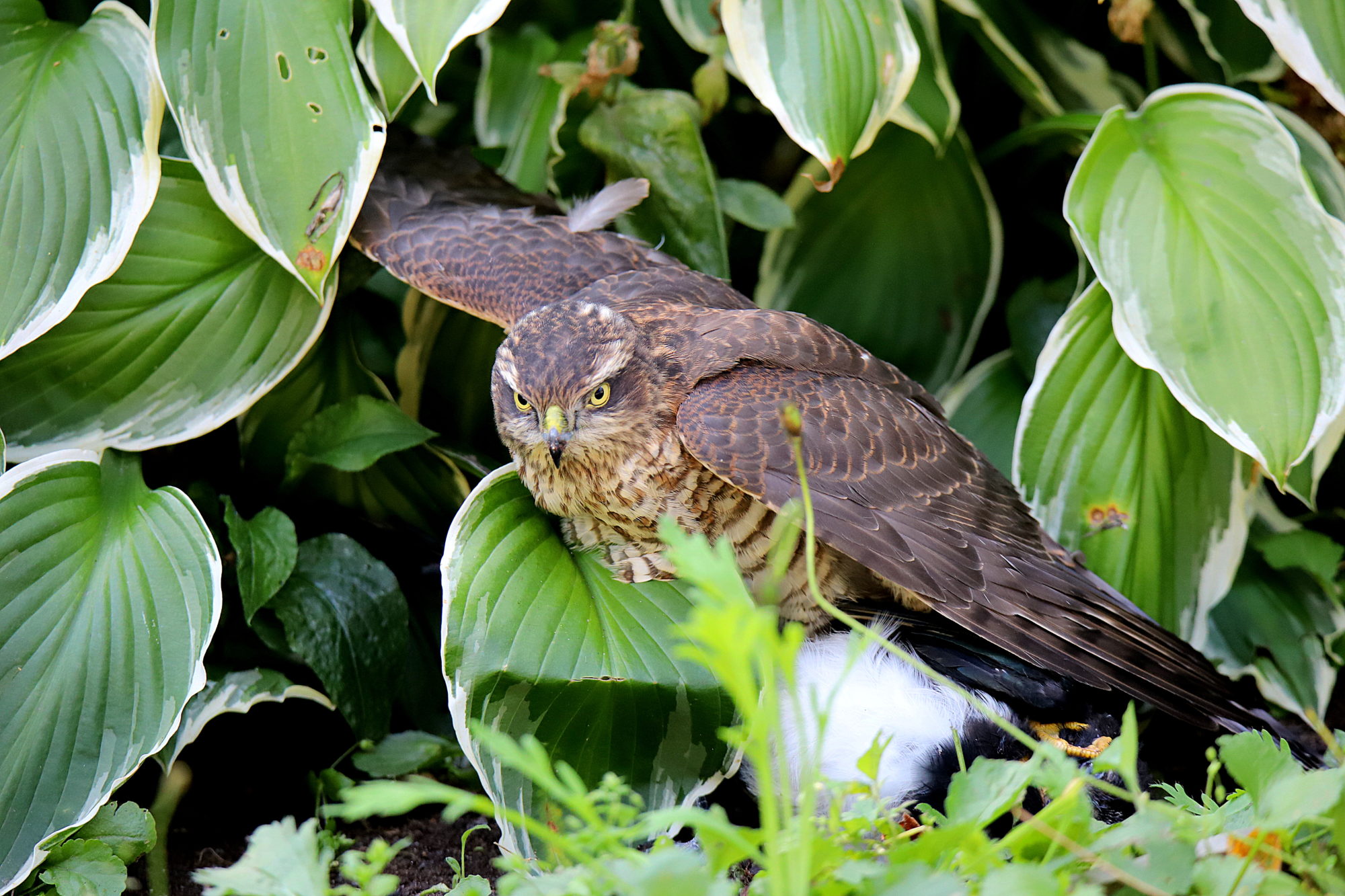Valokuvaaja: sirpa jyske
