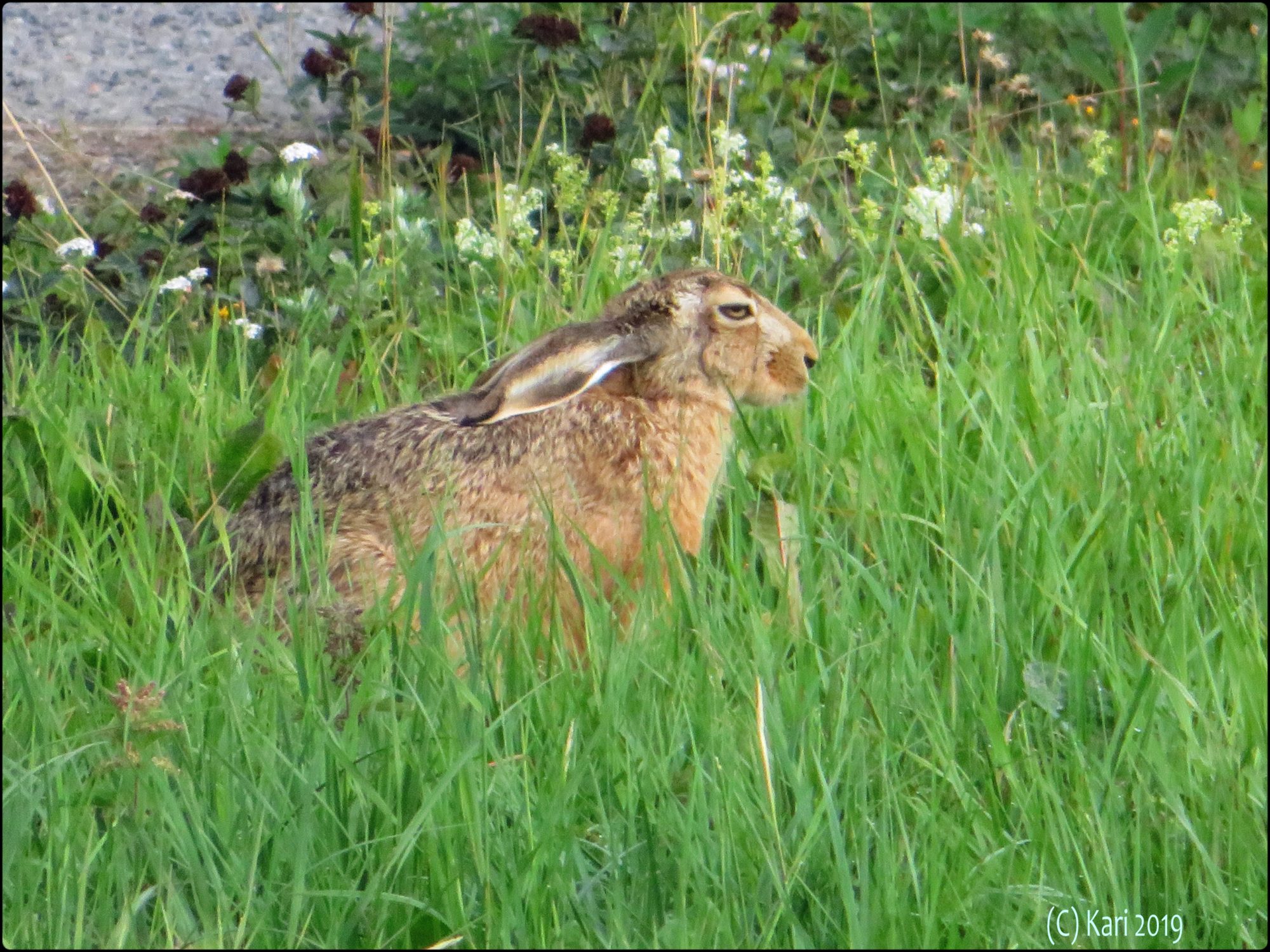 Valokuvaaja: Kari Saarinen