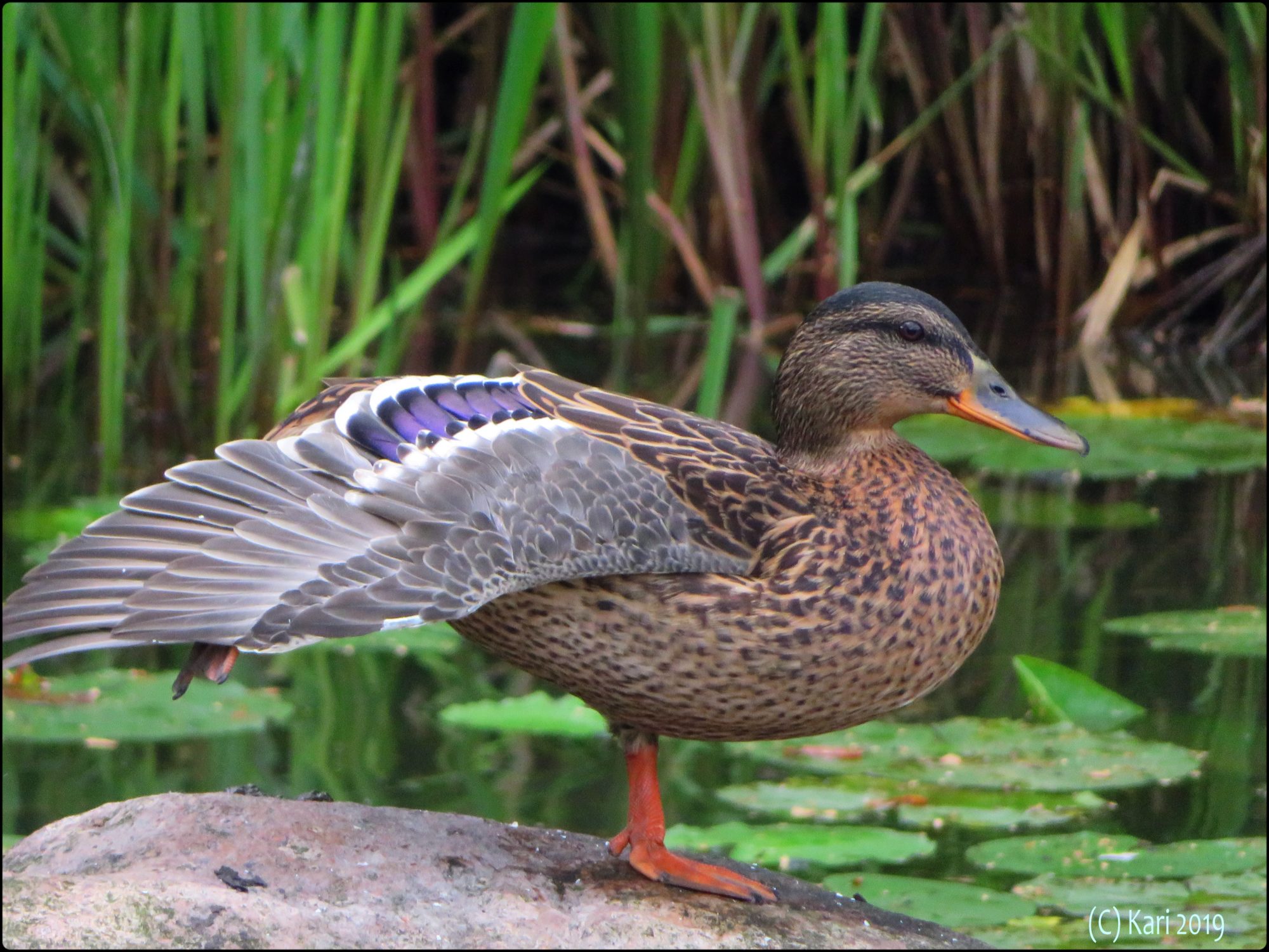 Valokuvaaja: Kari Saarinen