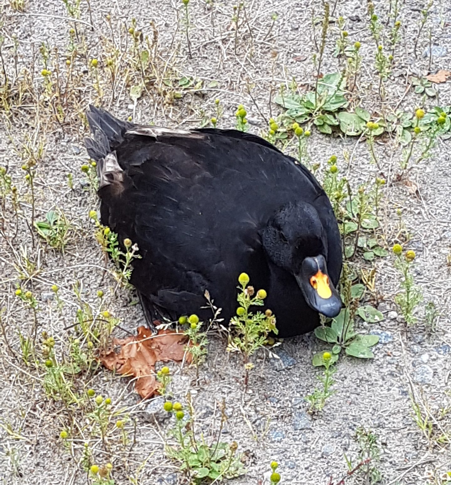 Valokuvaaja: Taru Rantala