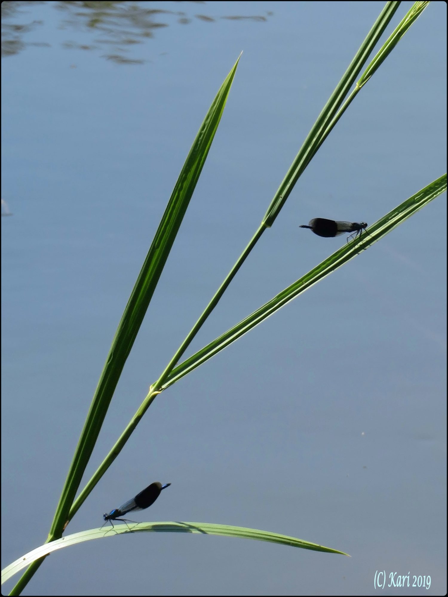 Valokuvaaja: Kari Saarinen