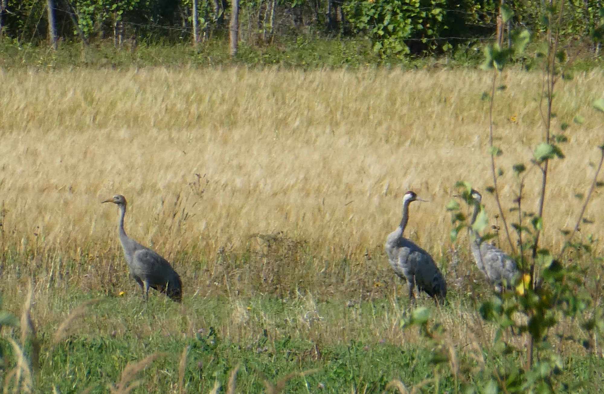 Valokuvaaja: Anja Mustamaa