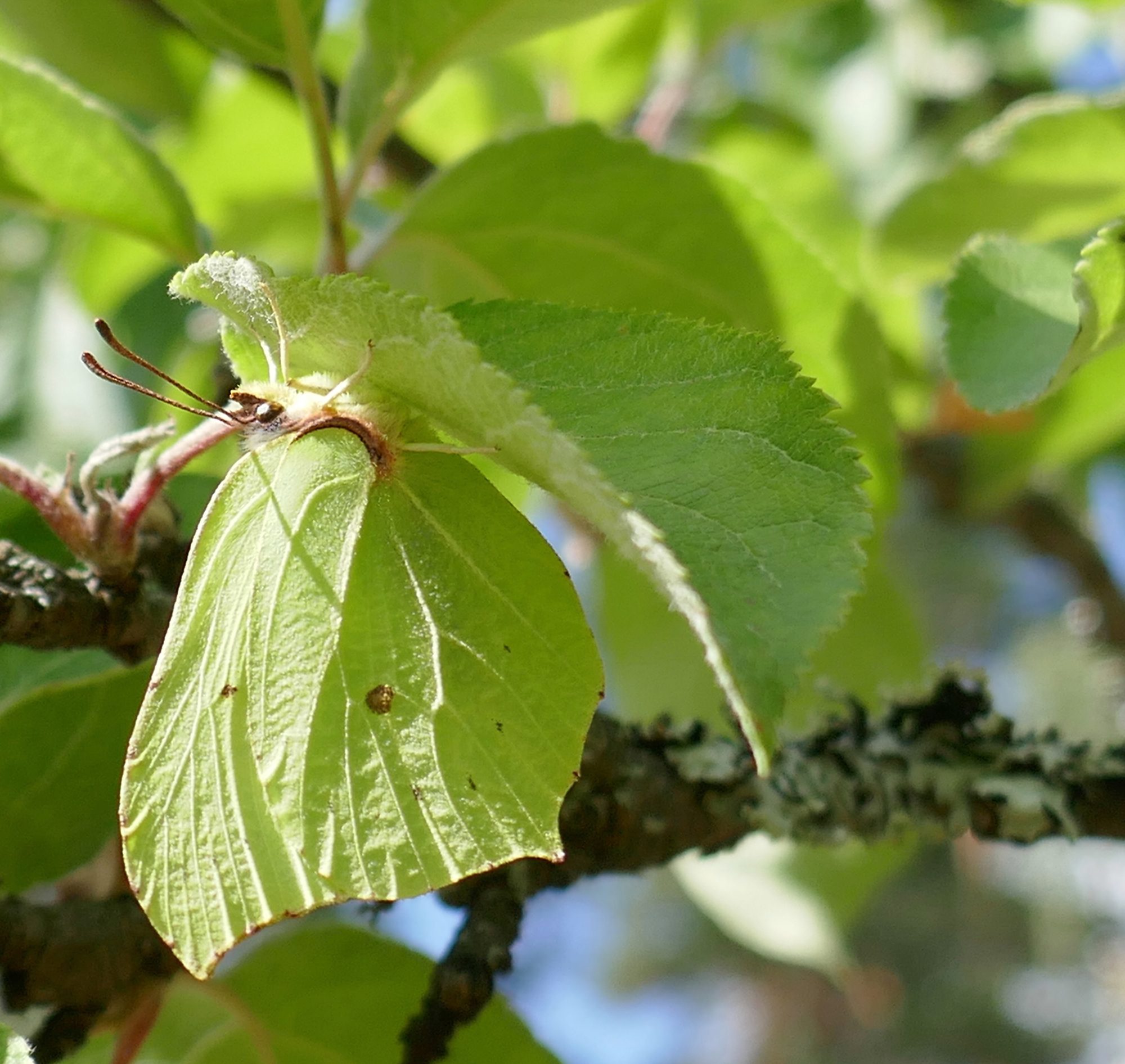 Valokuvaaja: Anne Patana Valokuvaaja: Anne Patana