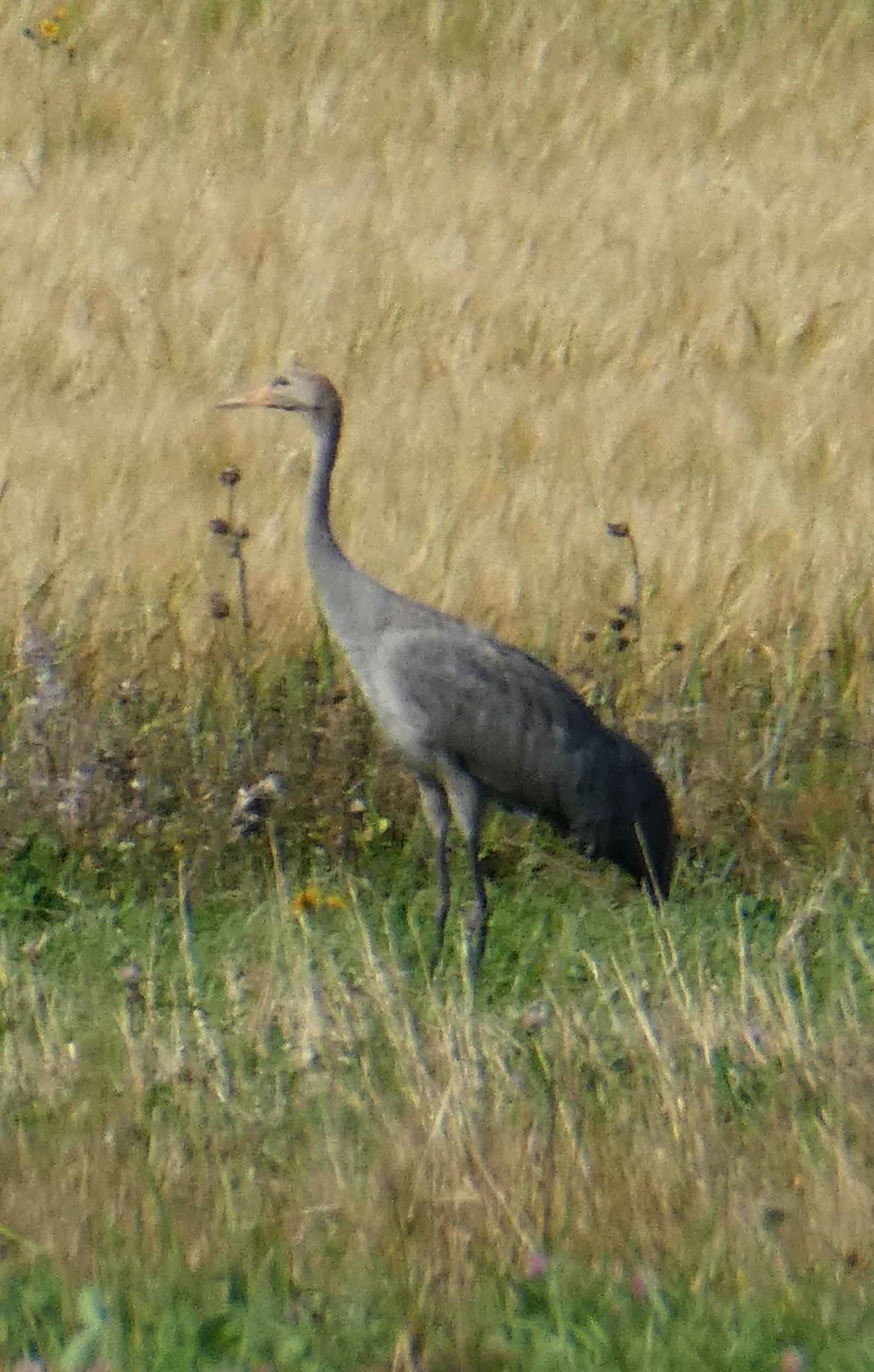 Valokuvaaja: Anja Mustamaa Valokuvaaja: Anja Mustamaa
