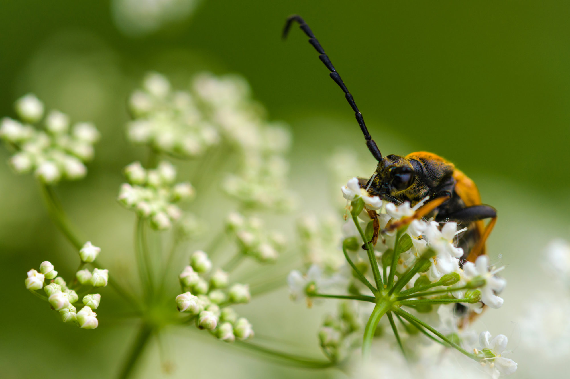 Valokuvaaja: Risto Lavi
