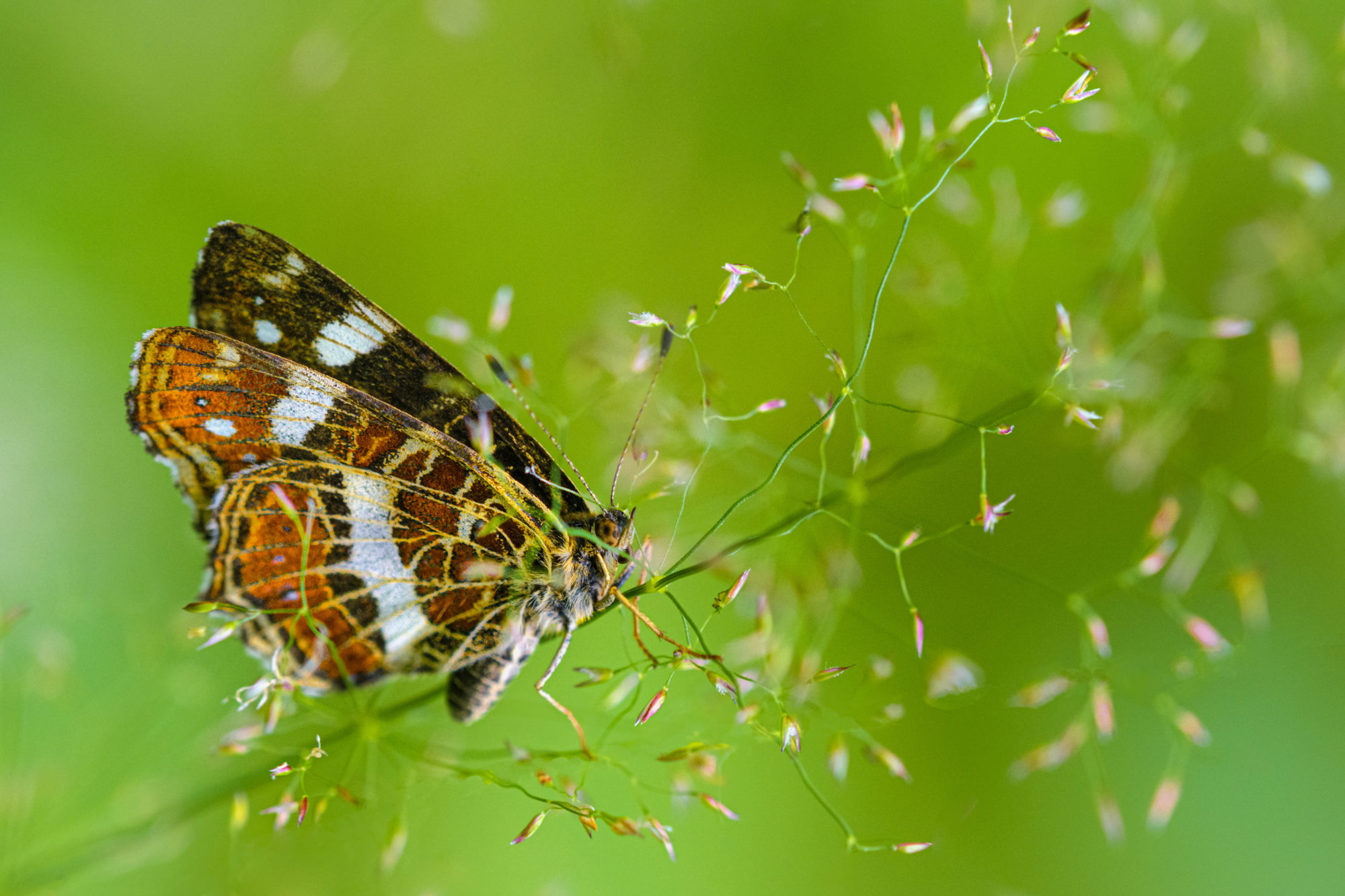 Valokuvaaja: Risto Lavi
