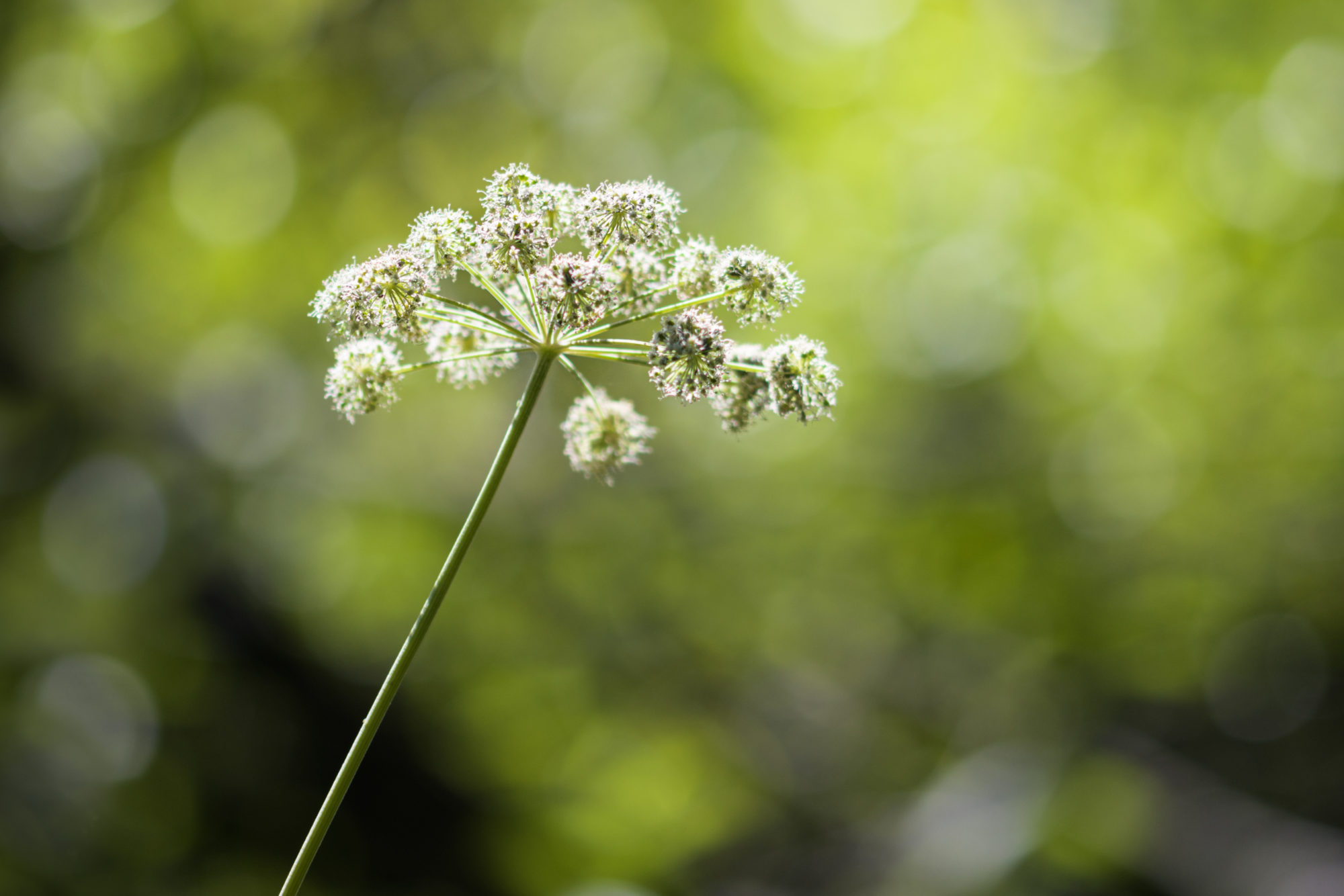 Valokuvaaja: Risto Lavi