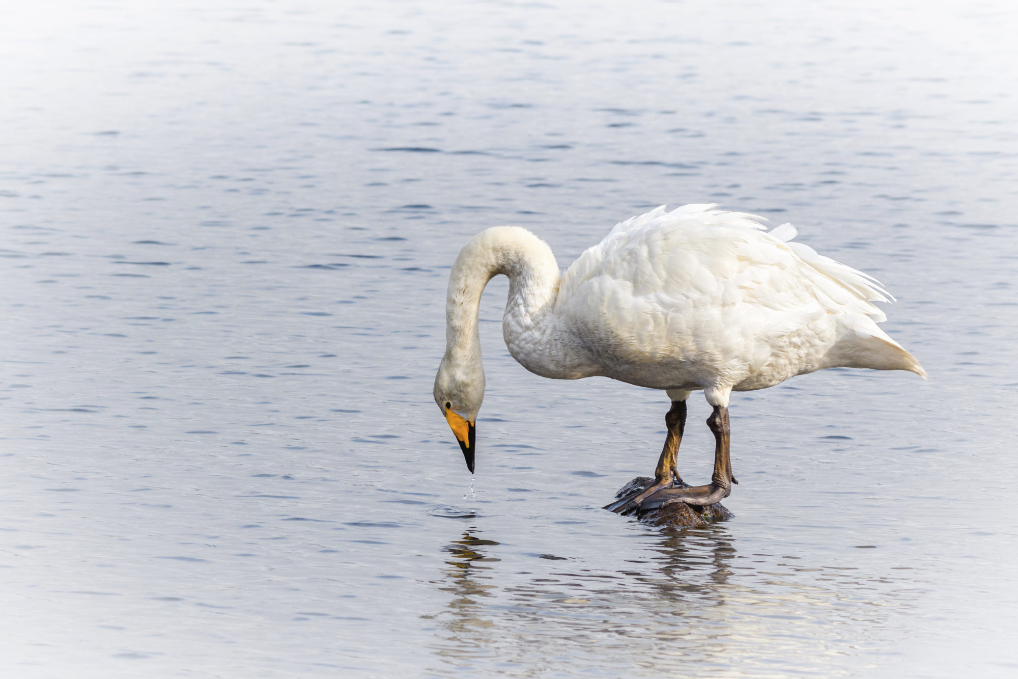 Valokuvaaja: Risto Lavi