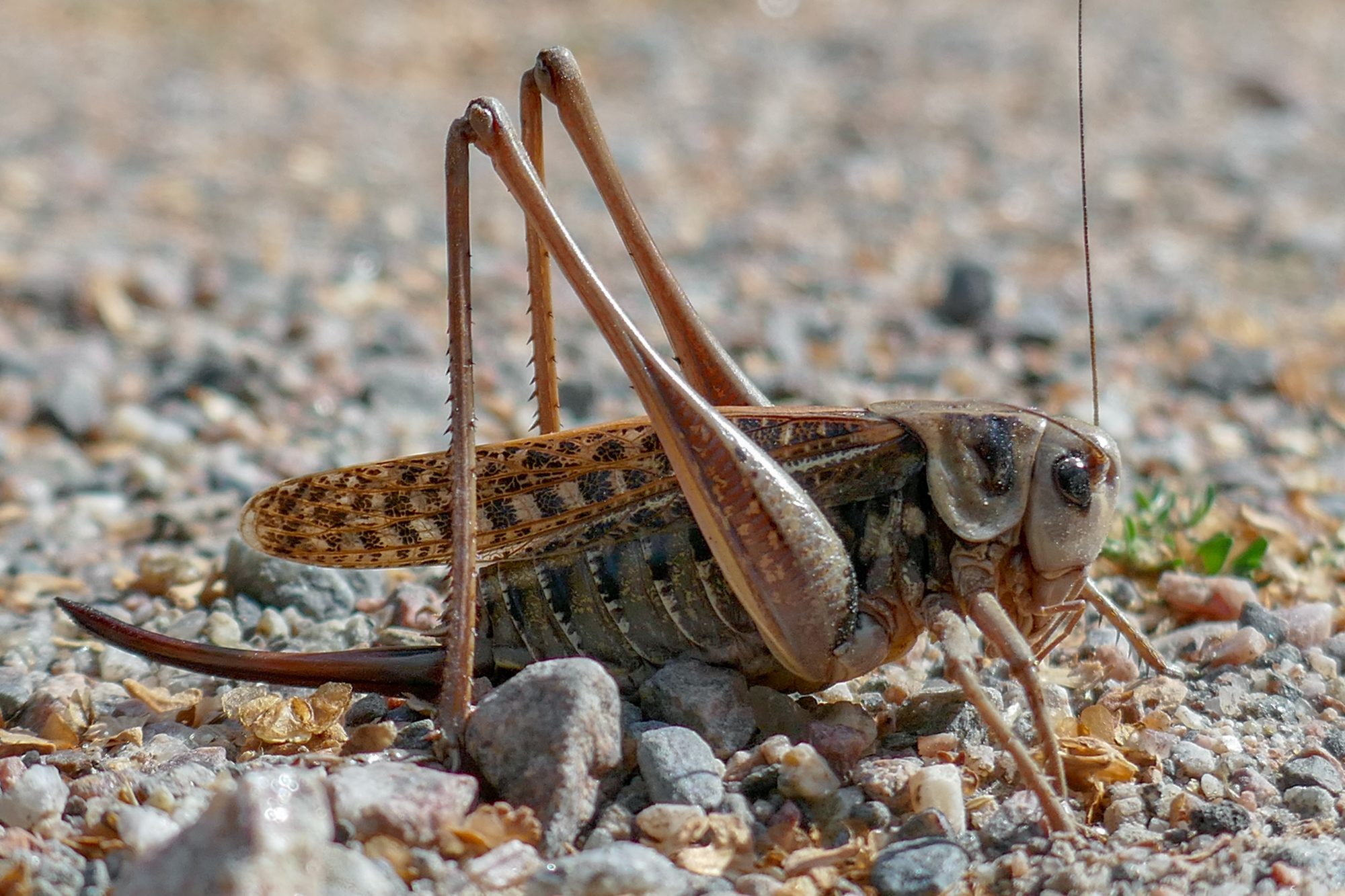 Valokuvaaja: Anne Patana