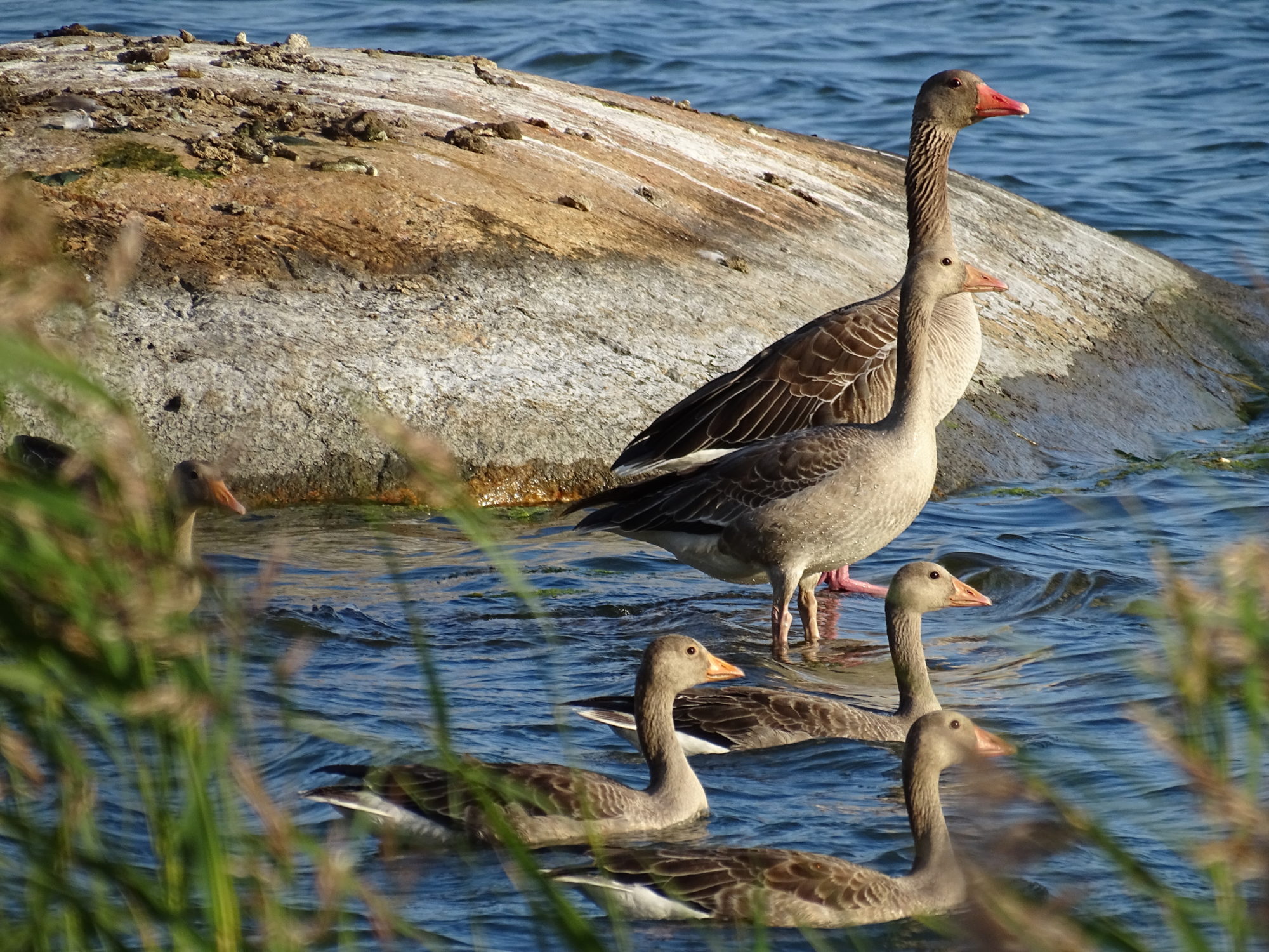 Valokuvaaja: Laura Hava