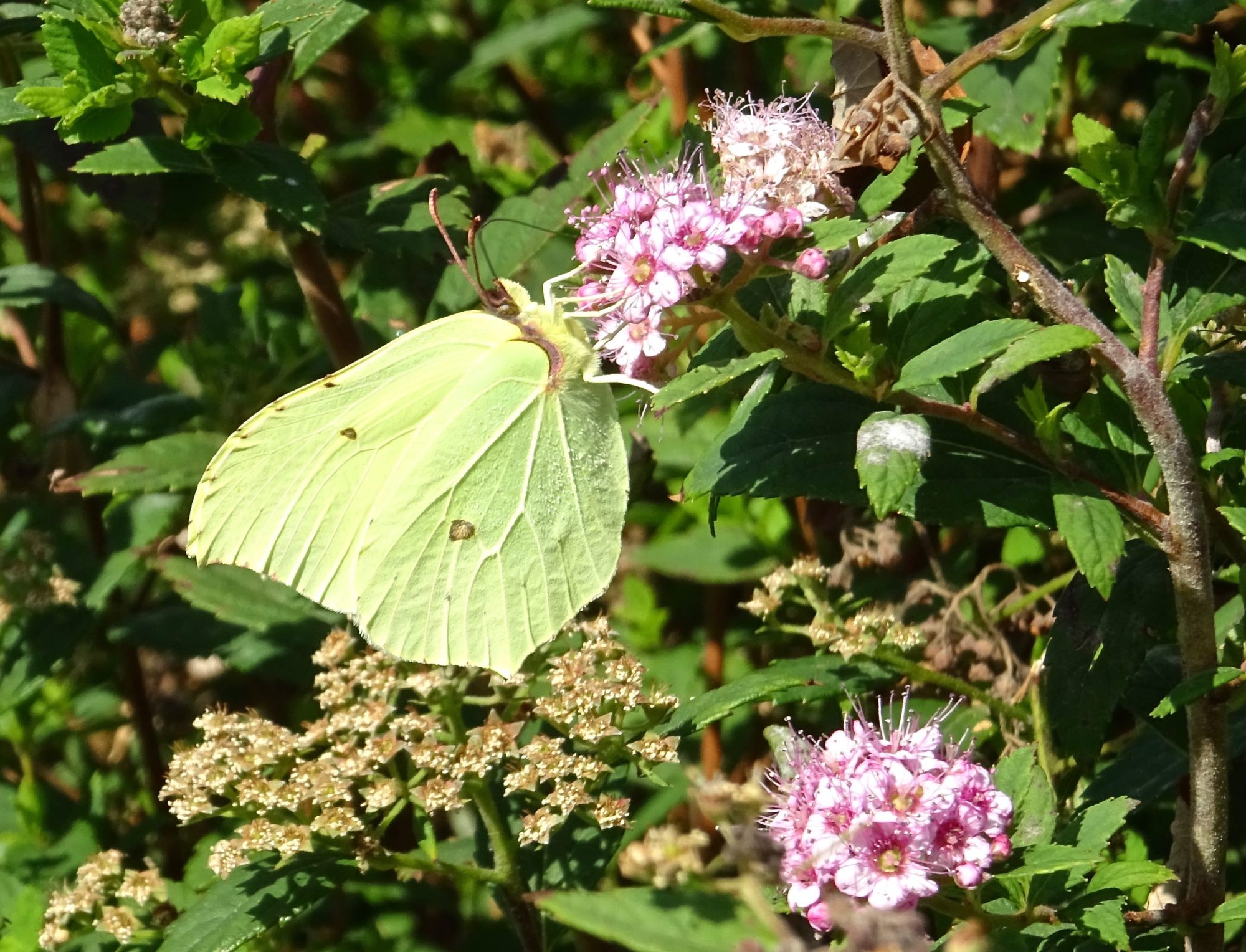 Valokuvaaja: Liisa Niiva-Korpela Valokuvaaja: Liisa Niiva-Korpela