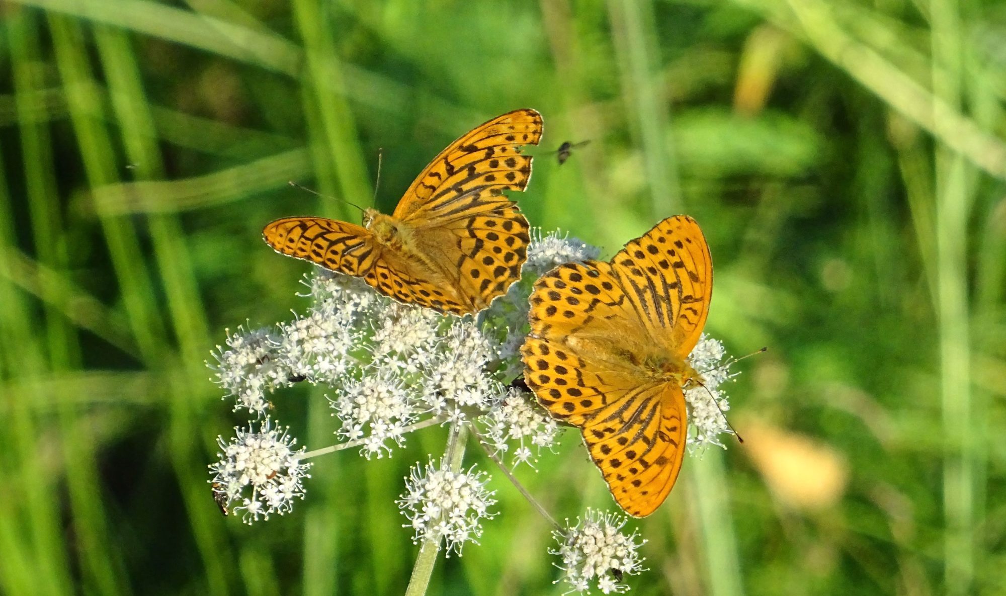 Valokuvaaja: Liisa Niiva-Korpela