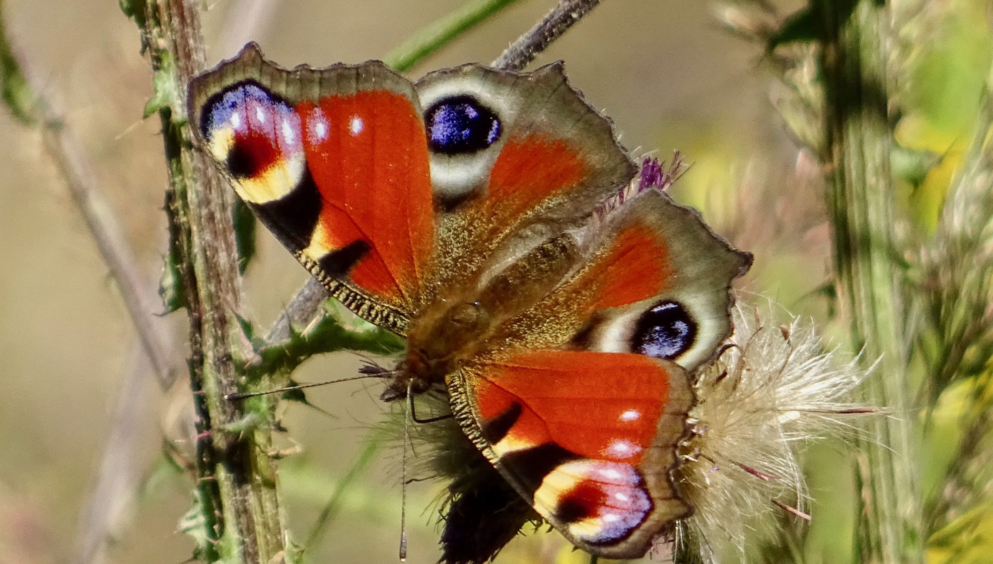 Valokuvaaja: Liisa Niiva-Korpela