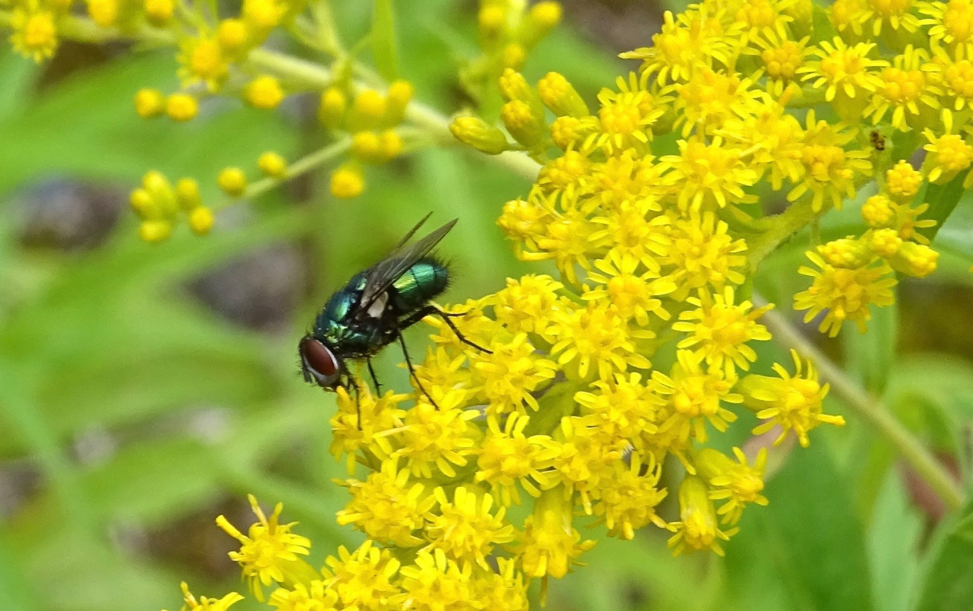 Valokuvaaja: Liisa Niiva-Korpela Valokuvaaja: Liisa Niiva-Korpela