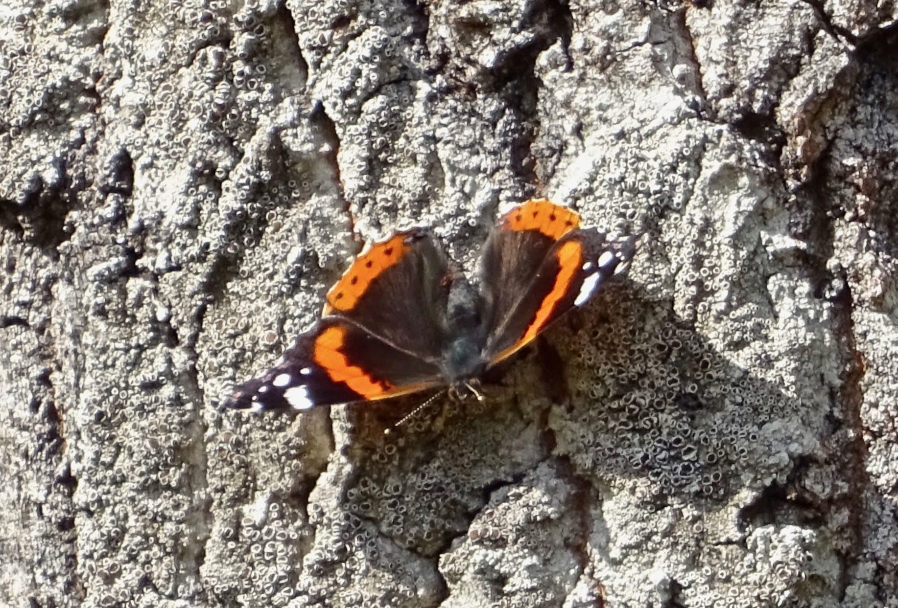 Valokuvaaja: Liisa Niiva-Korpela