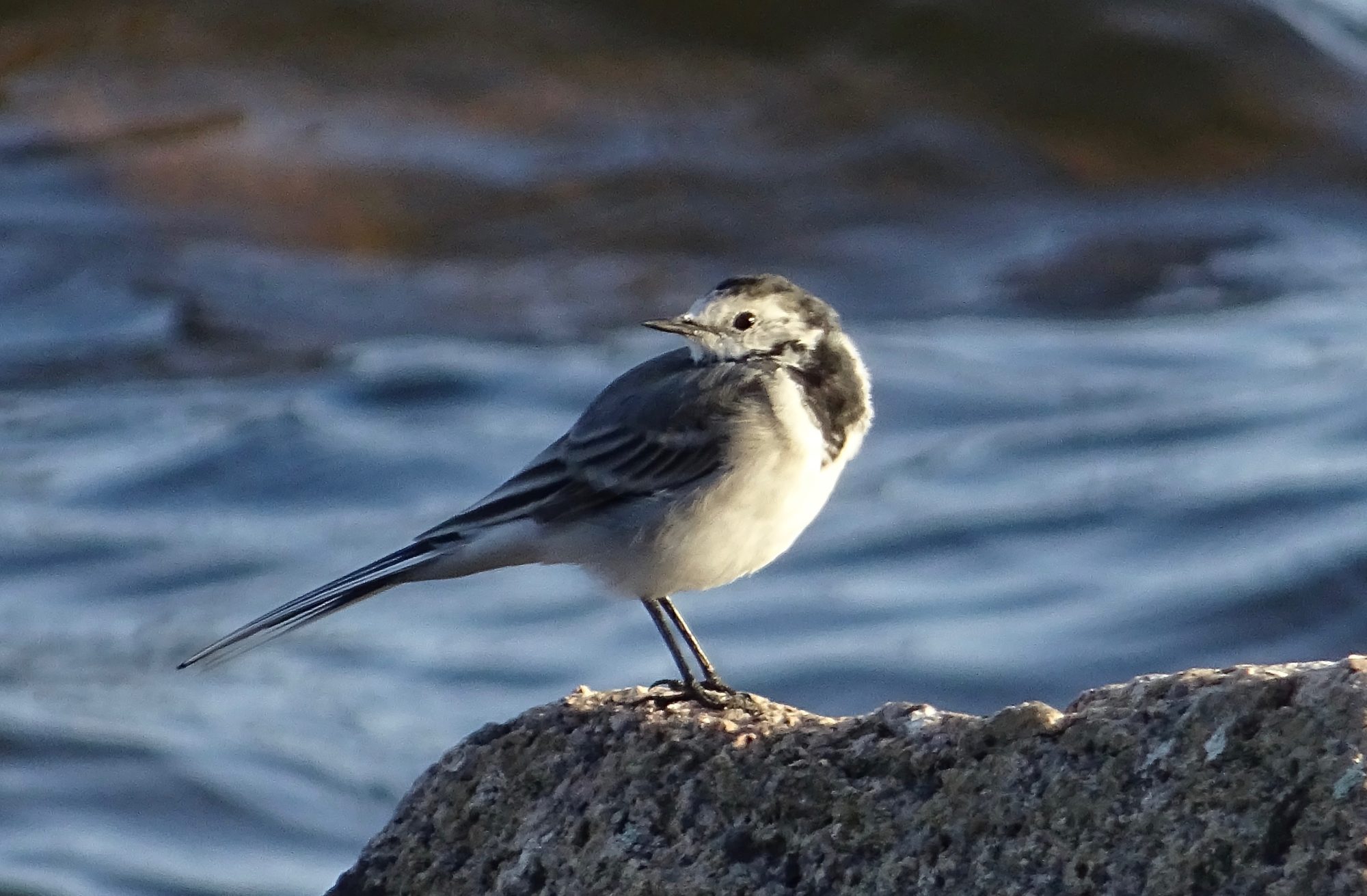Valokuvaaja: Liisa Niiva-Korpela