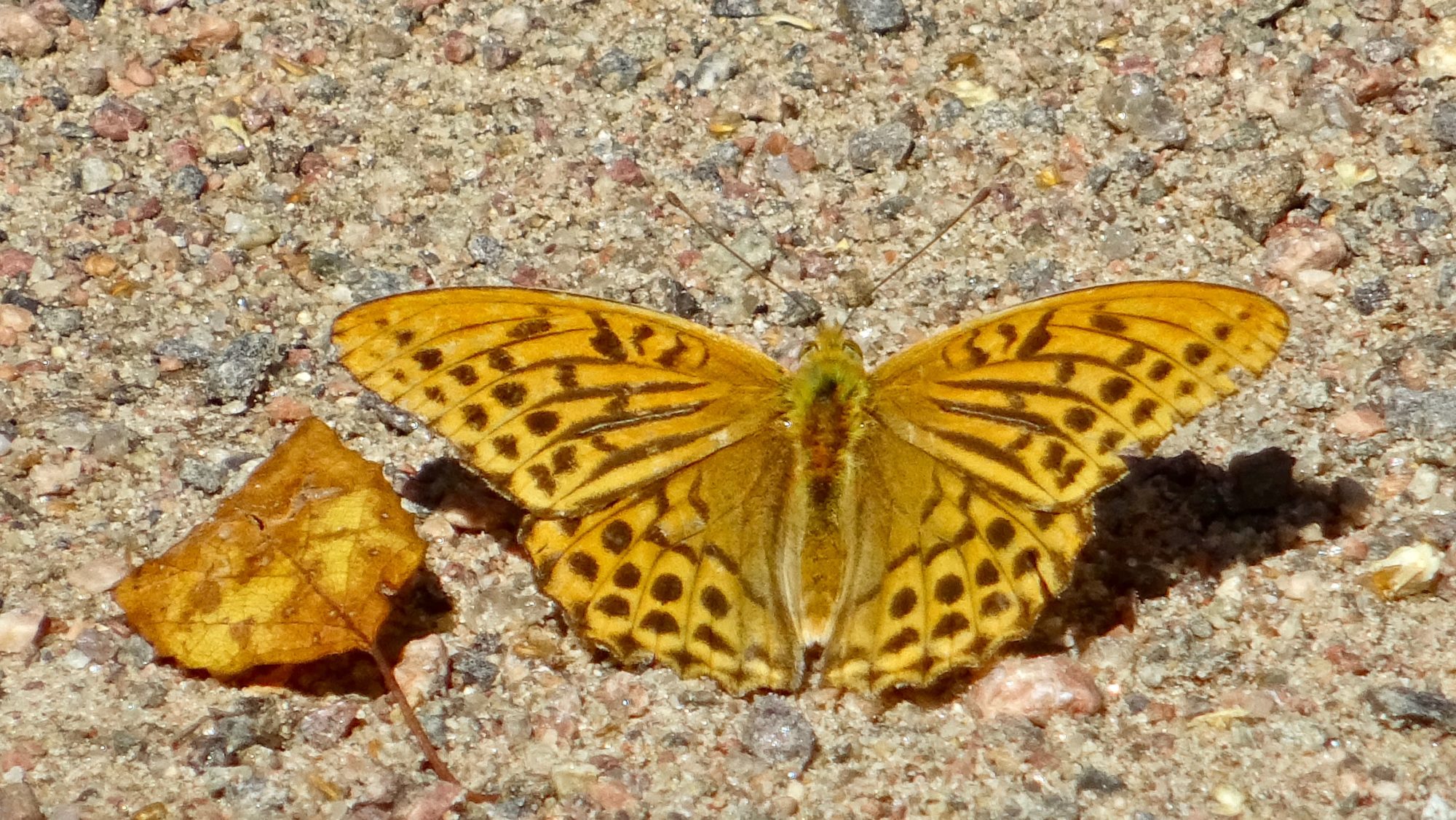 Valokuvaaja: Liisa Niiva-Korpela