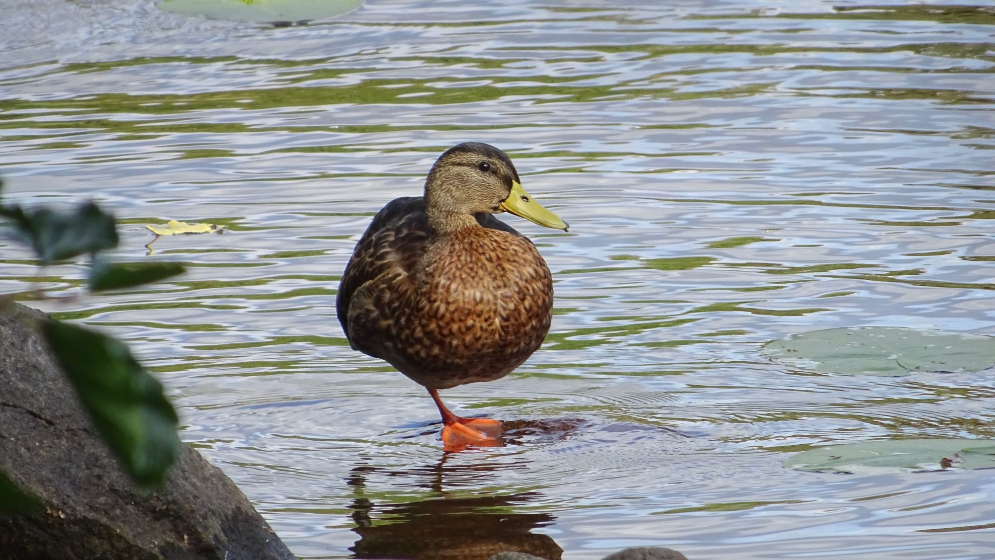 Valokuvaaja: Liisa Niiva-Korpela