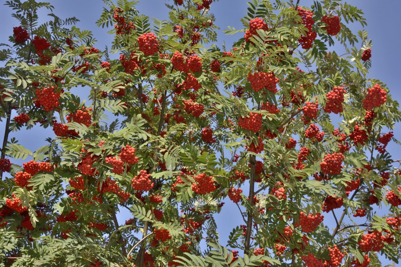 Valokuvaaja: Reijo Juurinen Valokuvaaja: Reijo Juurinen