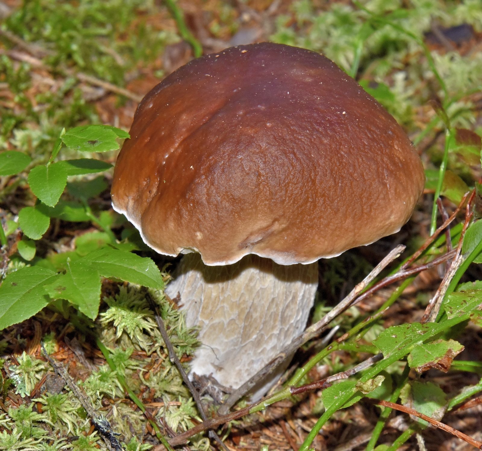 Valokuvaaja: Reijo Juurinen Valokuvaaja: Reijo Juurinen