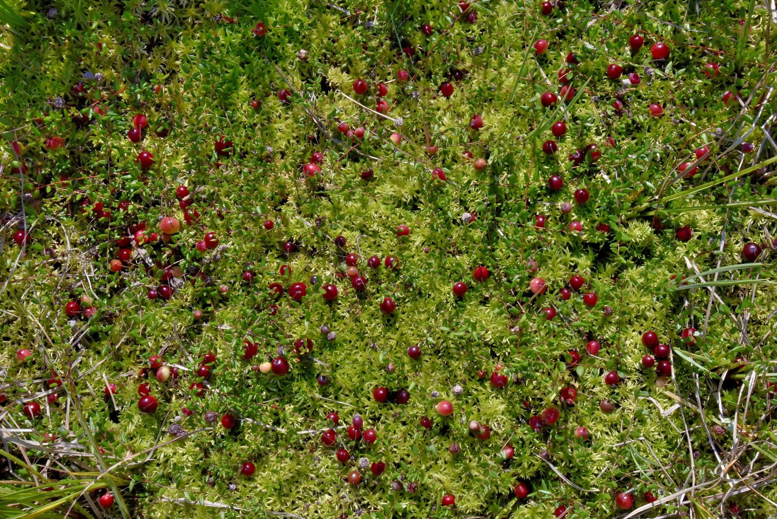 Valokuvaaja: Reijo Juurinen