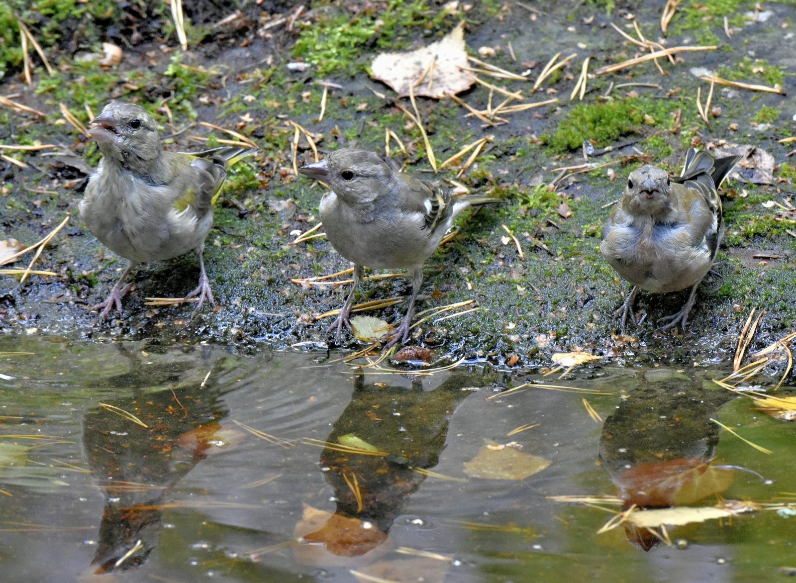 Valokuvaaja: Reijo Juurinen Valokuvaaja: Reijo Juurinen