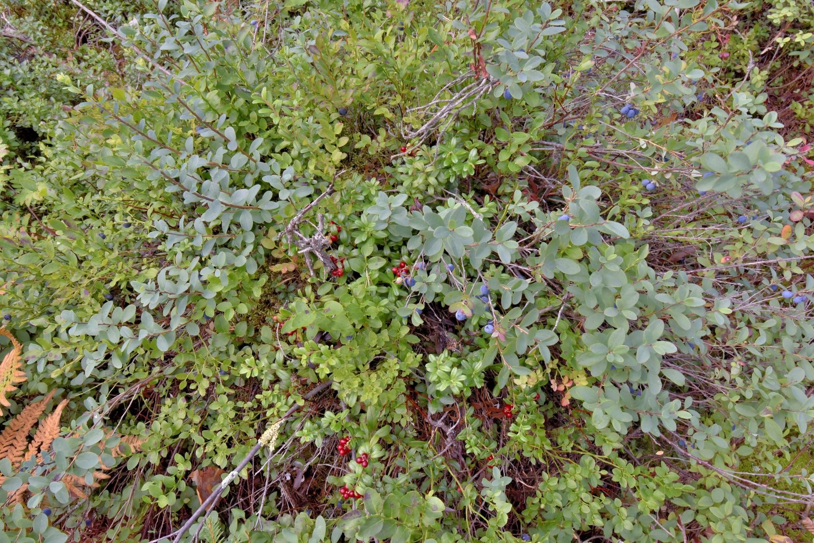 Valokuvaaja: Reijo Juurinen