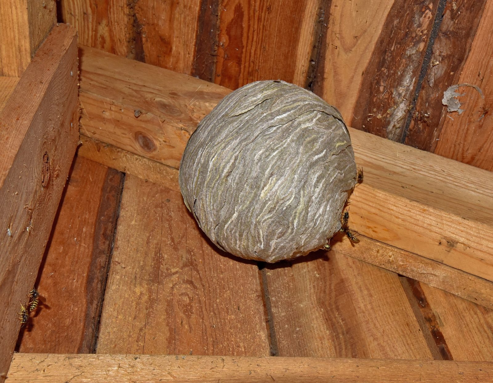 Valokuvaaja: Reijo Juurinen Valokuvaaja: Reijo Juurinen