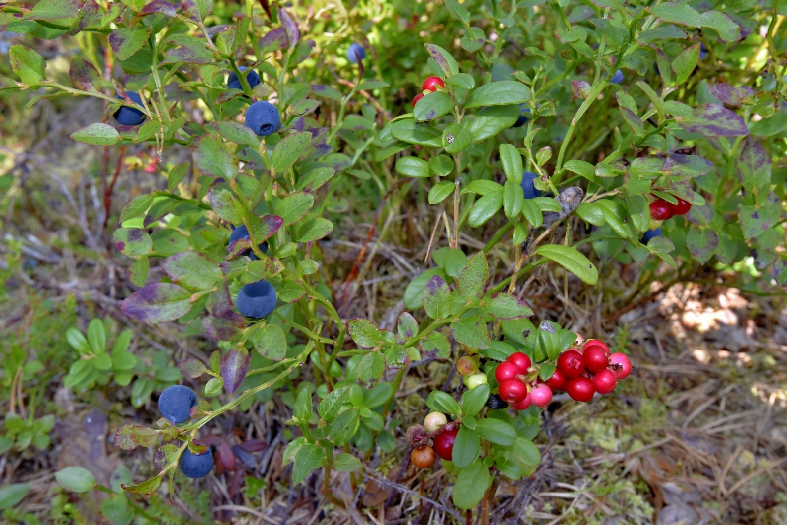 Valokuvaaja: Reijo Juurinen