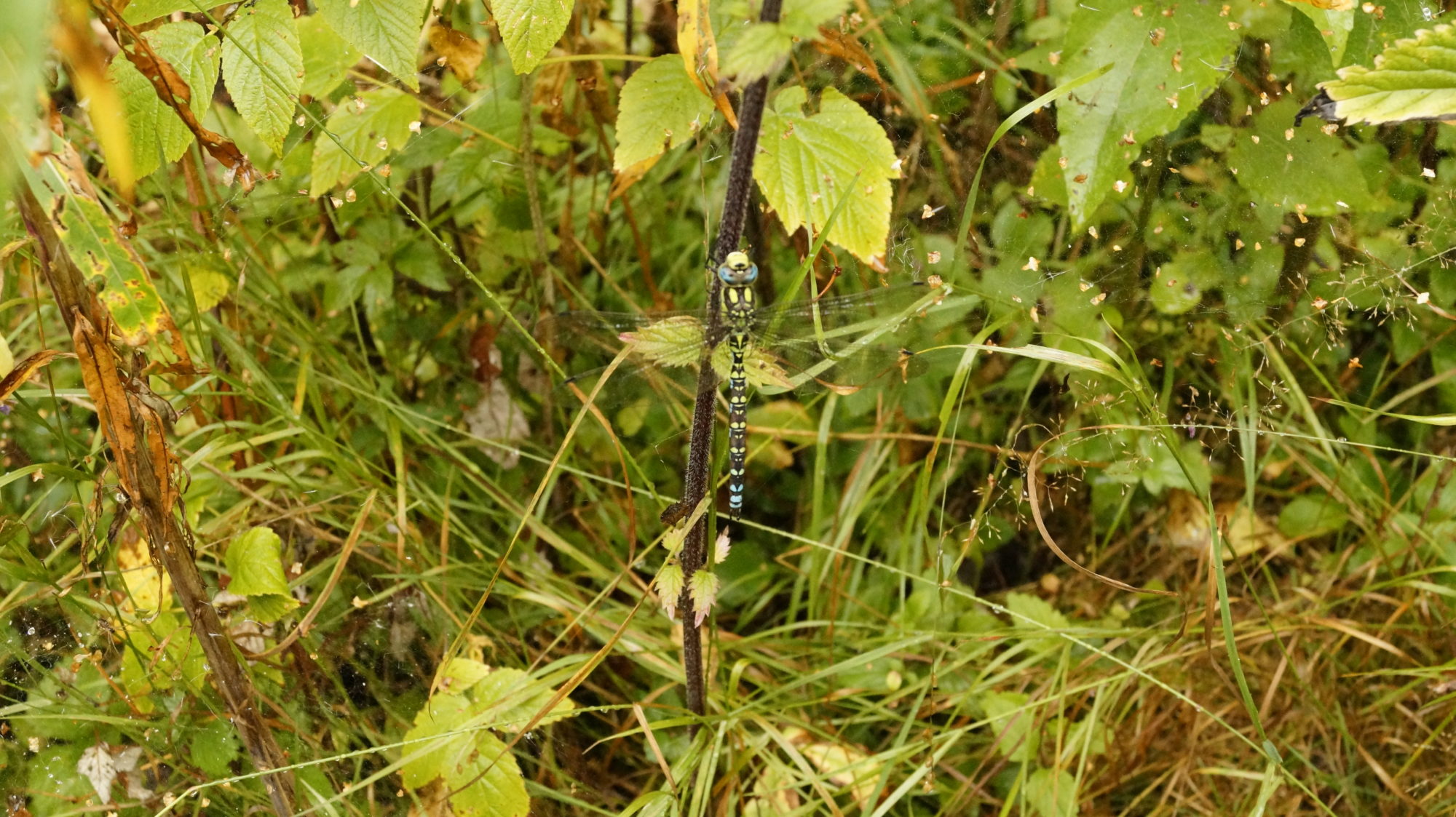 Valokuvaaja: Aulis Vuorenmaa