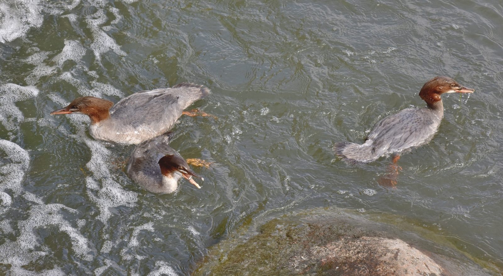 Valokuvaaja: Reijo Juurinen