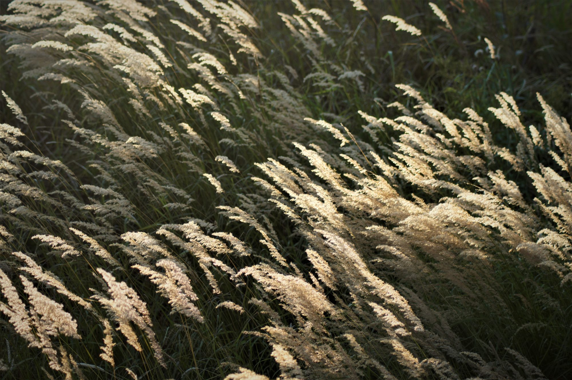 Valokuvaaja: Maarit Siitonen