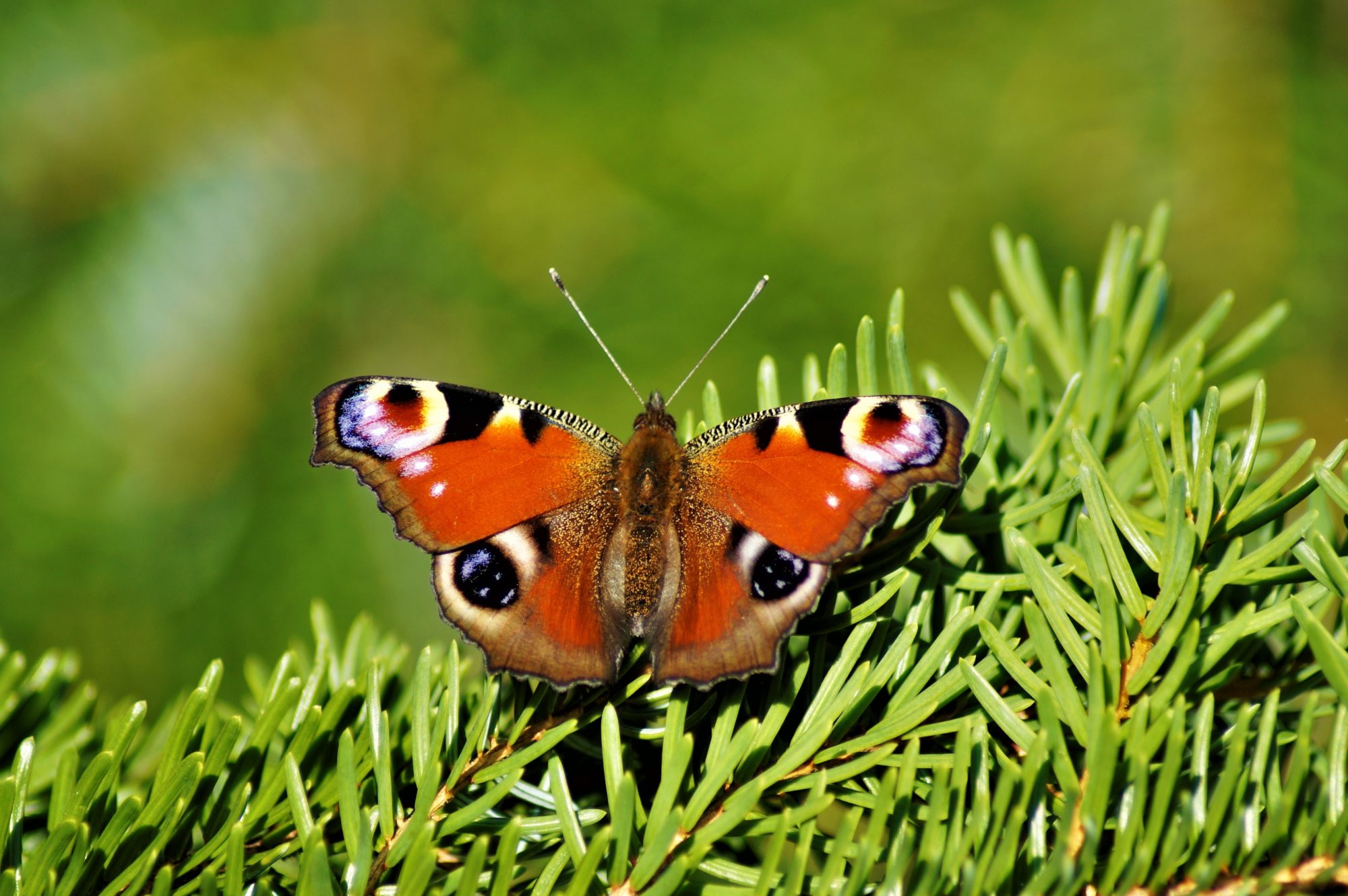 Valokuvaaja: Maarit Siitonen
