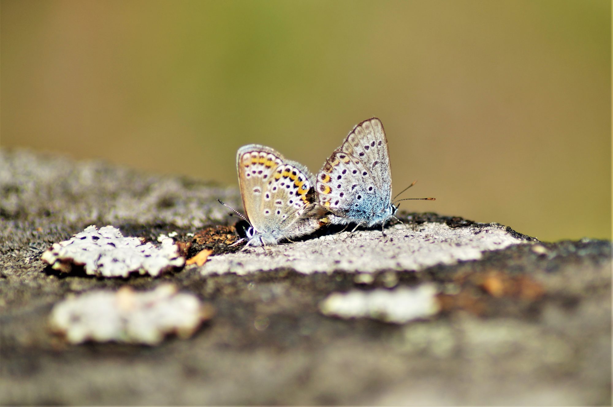 Valokuvaaja: Maarit Siitonen