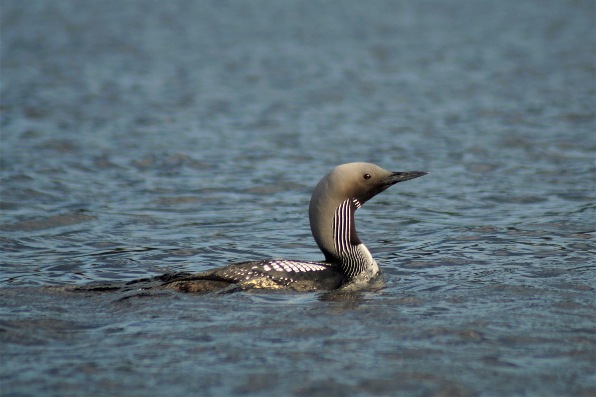 Valokuvaaja: Maarit Siitonen