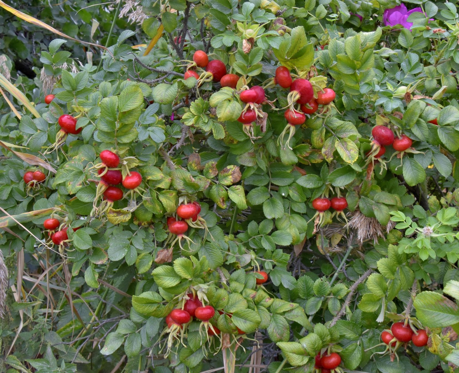 Valokuvaaja: Reijo Juurinen