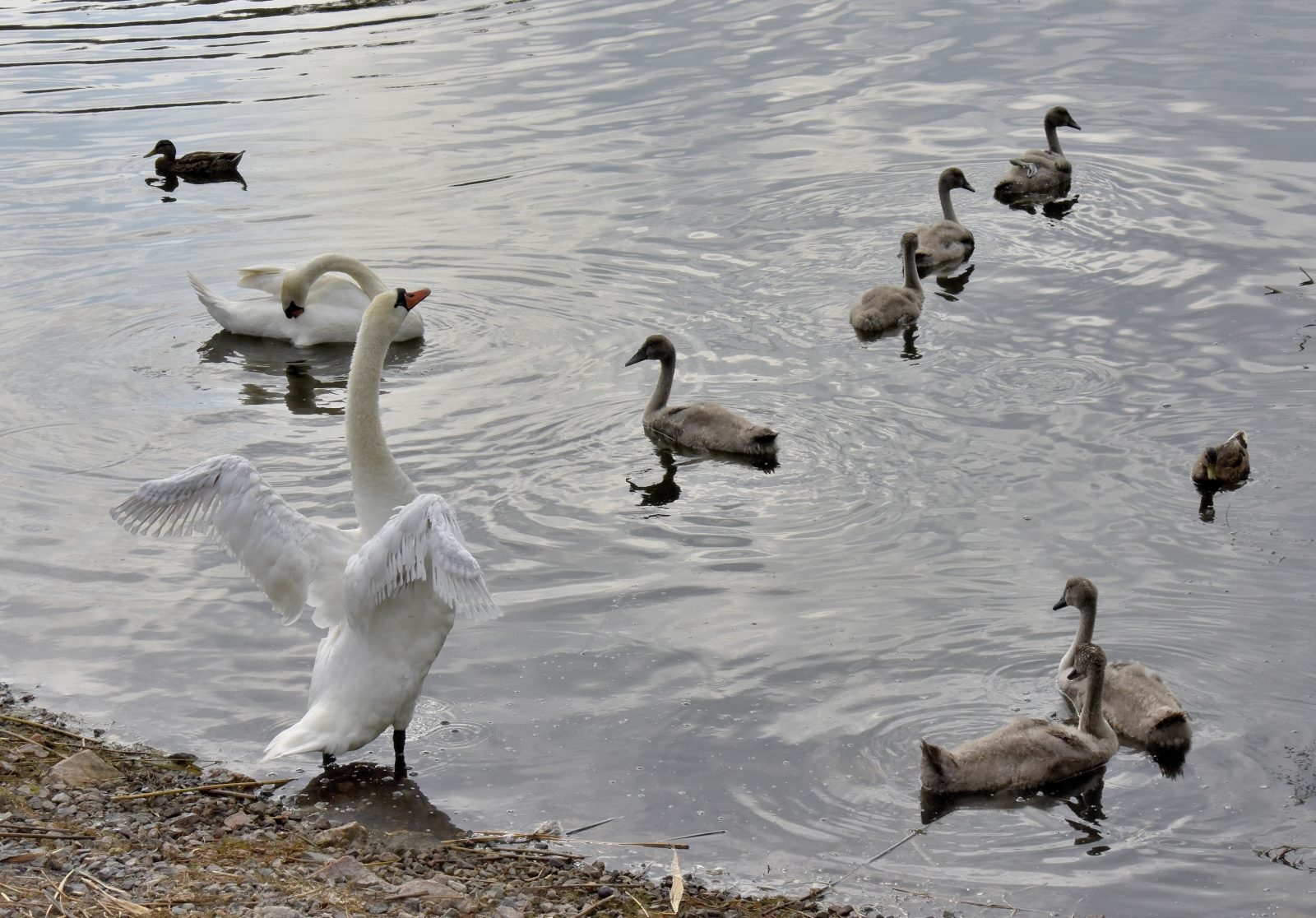 Valokuvaaja: Reijo Juurinen